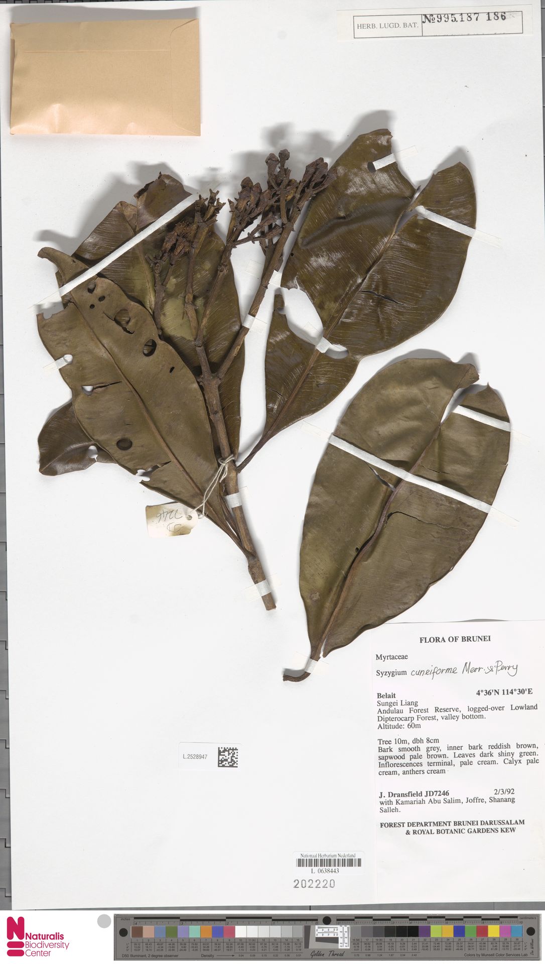 Syzygium cuneiforme