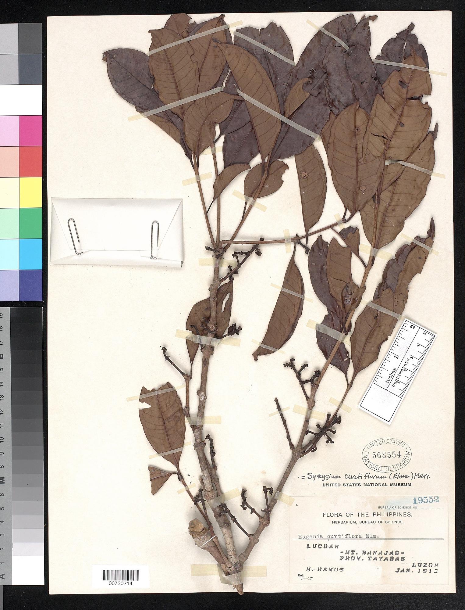 Syzygium curtiflorum