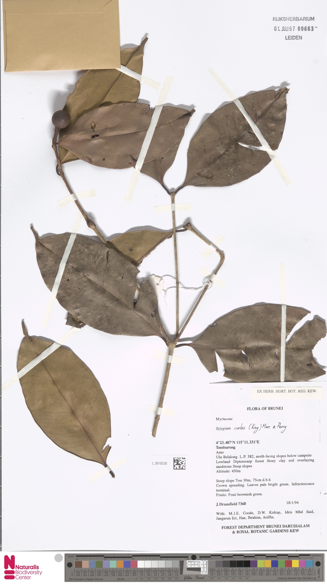 Syzygium curtisii