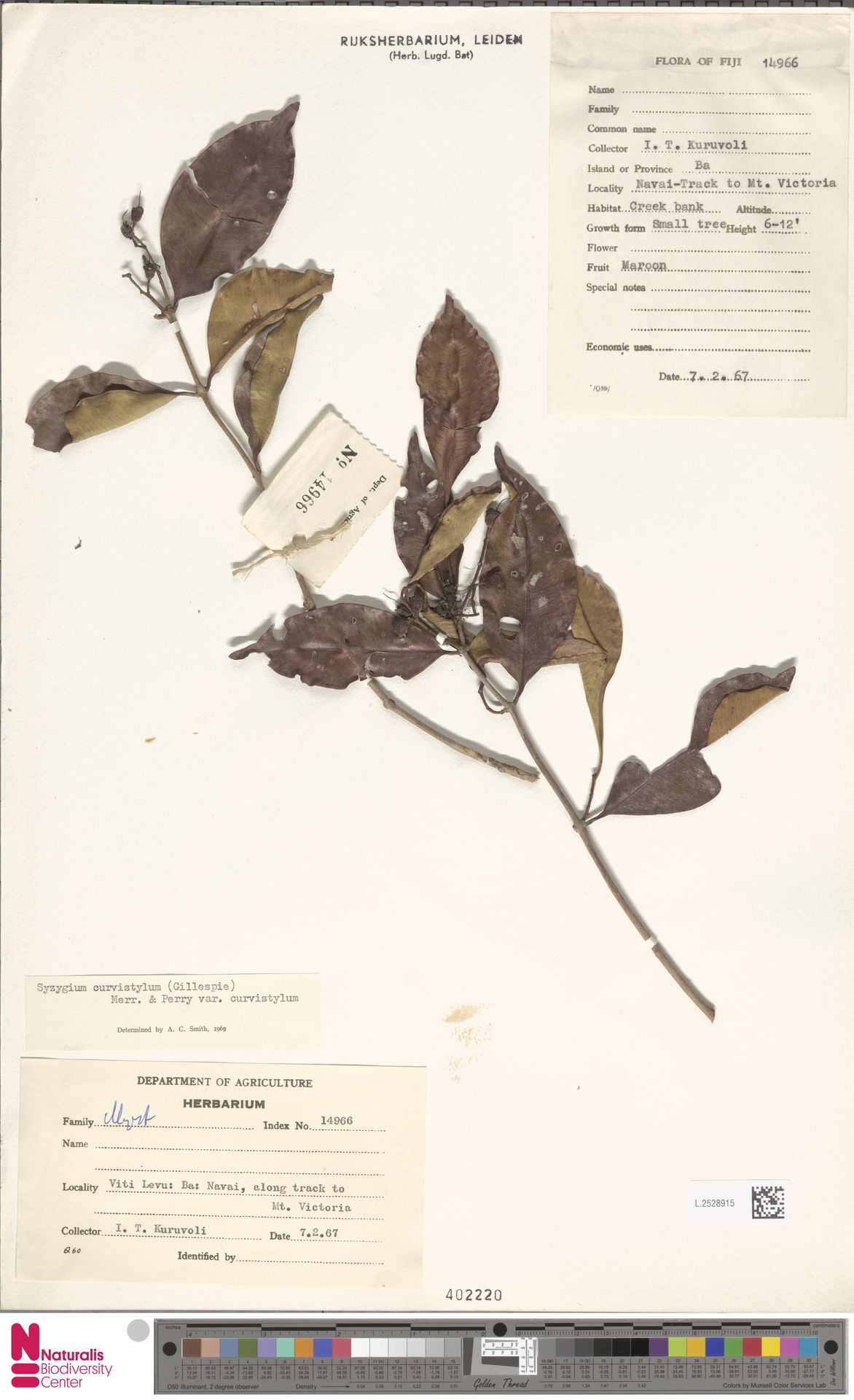 Syzygium curvistylum