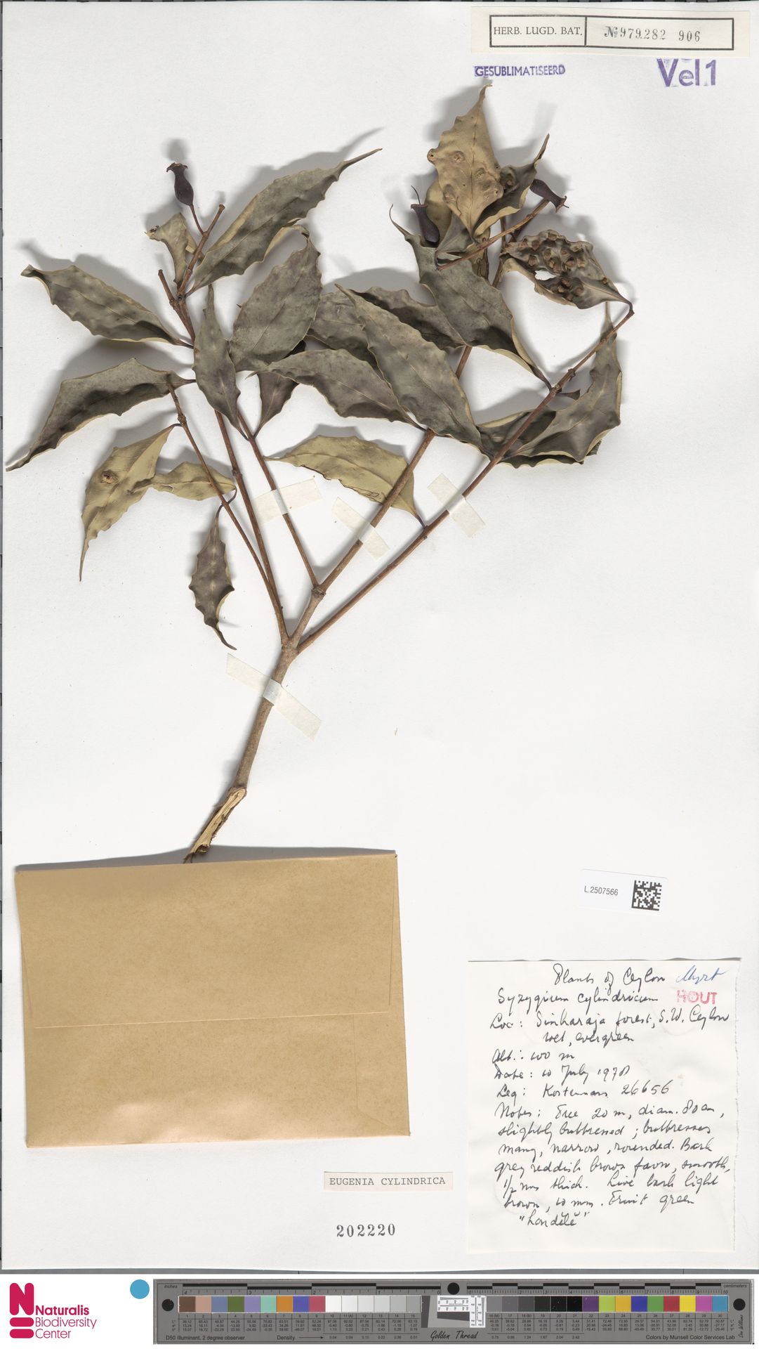 Syzygium cylindricum