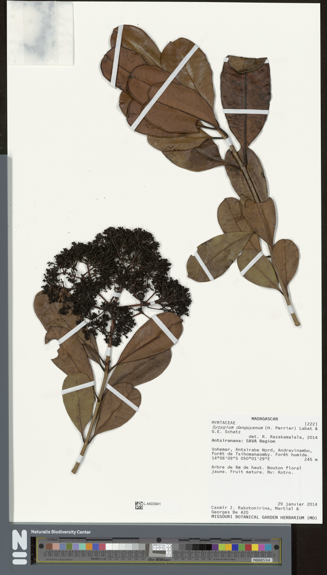 Syzygium danguyanum