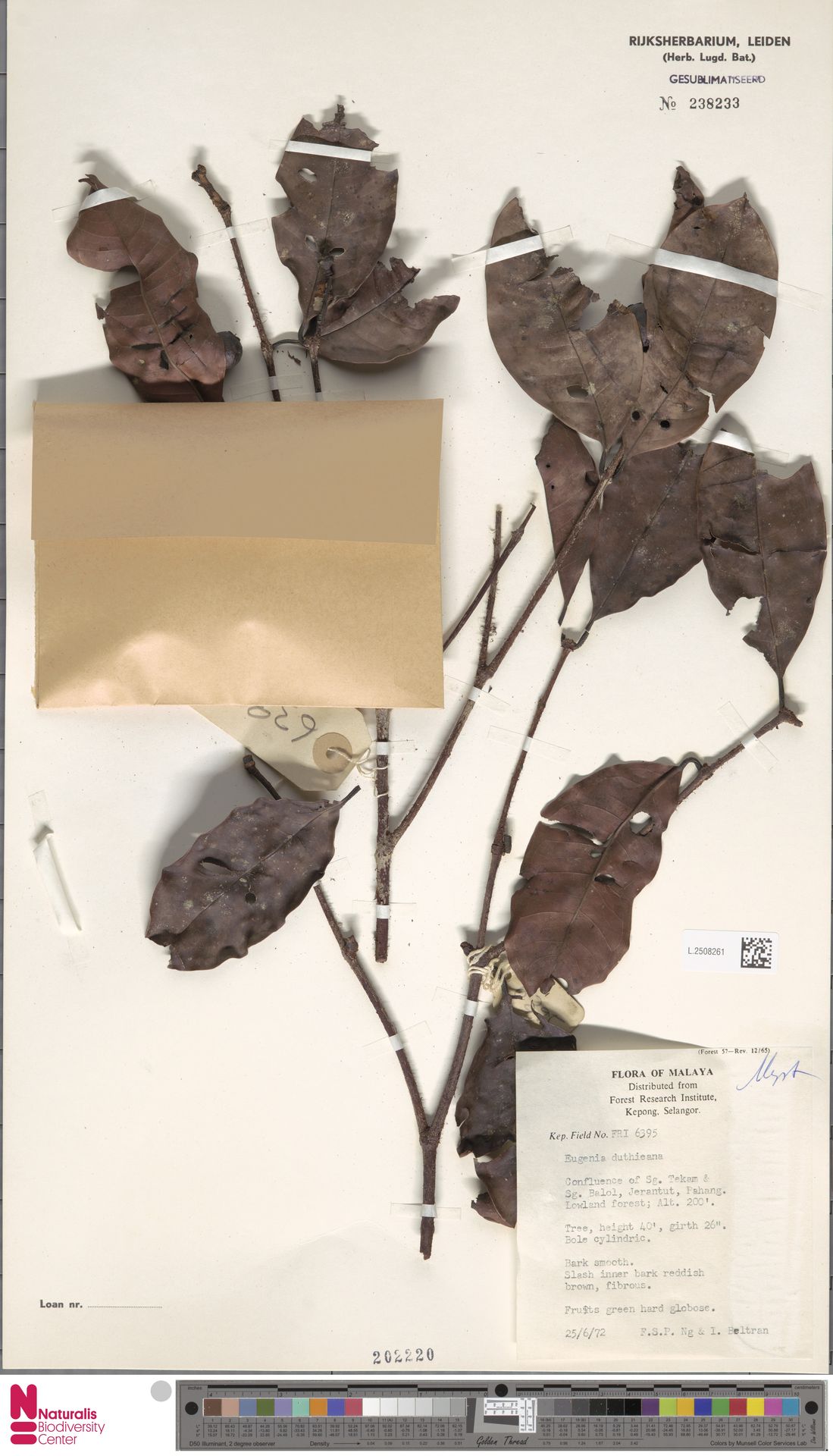 Syzygium duthieanum