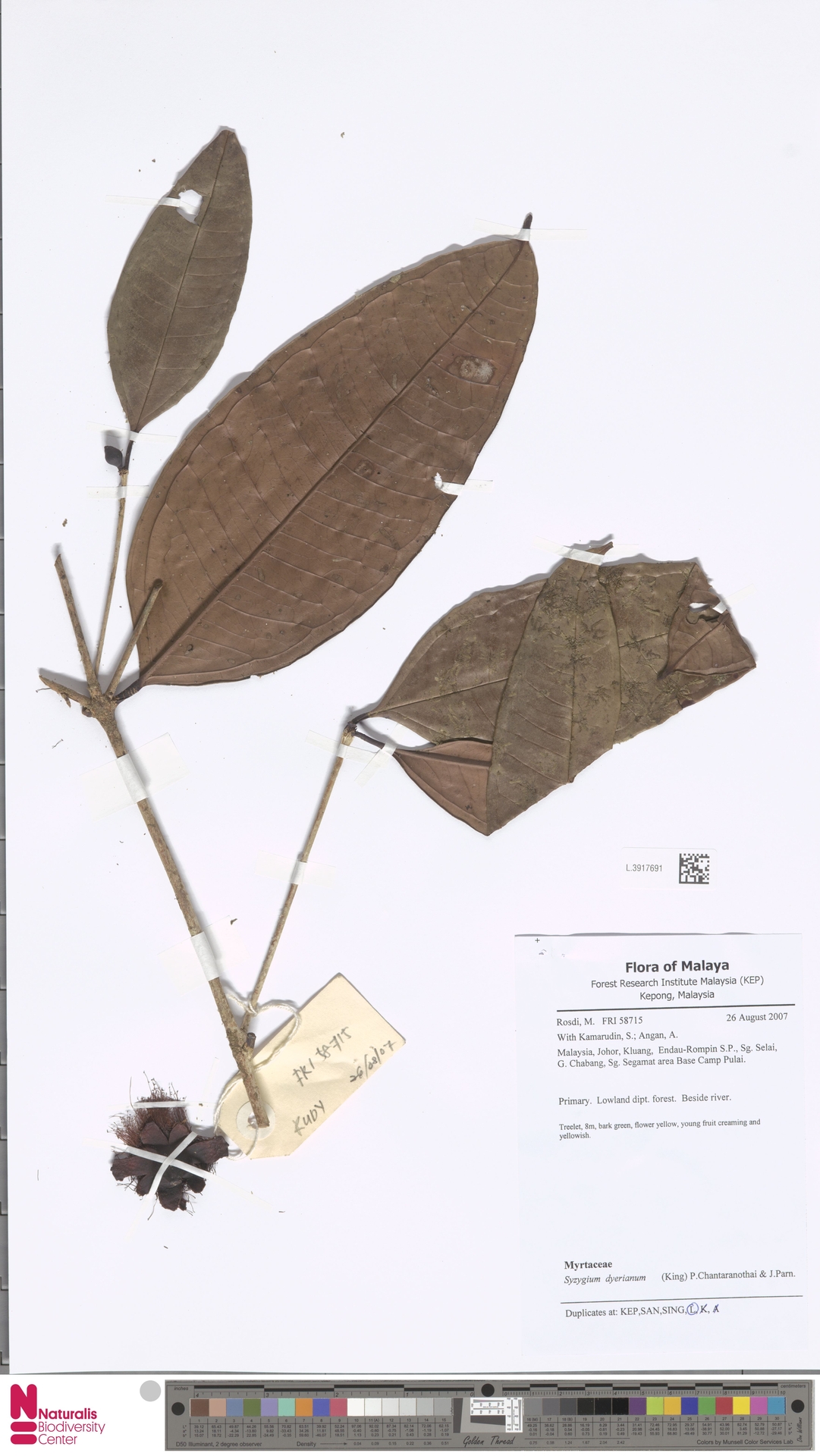 Syzygium dyerianum