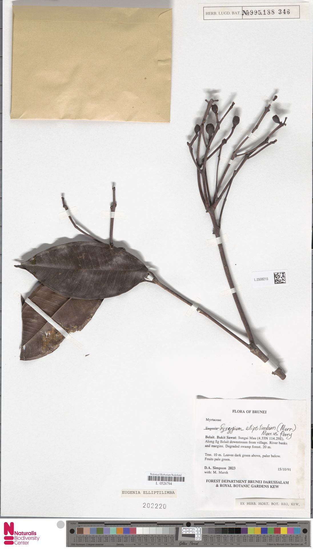 Syzygium elliptilimbum