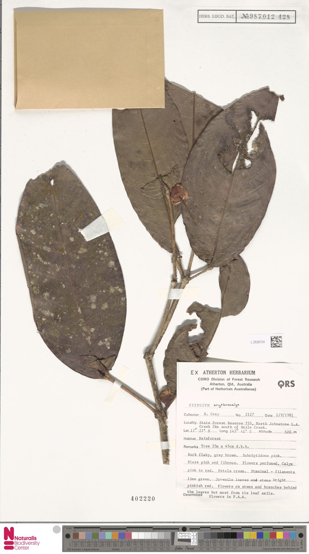 Syzygium erythrocalyx