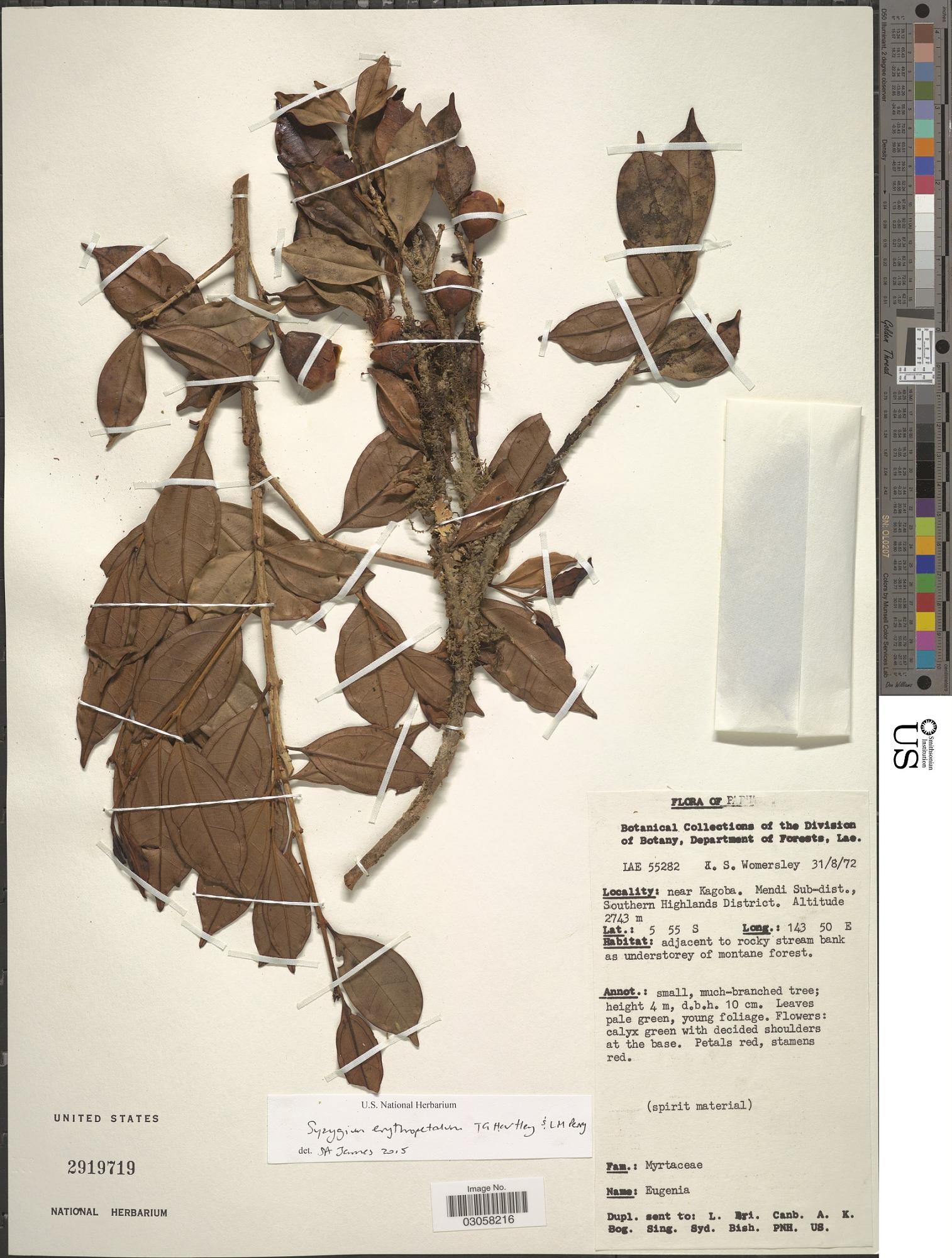 Syzygium erythropetalum