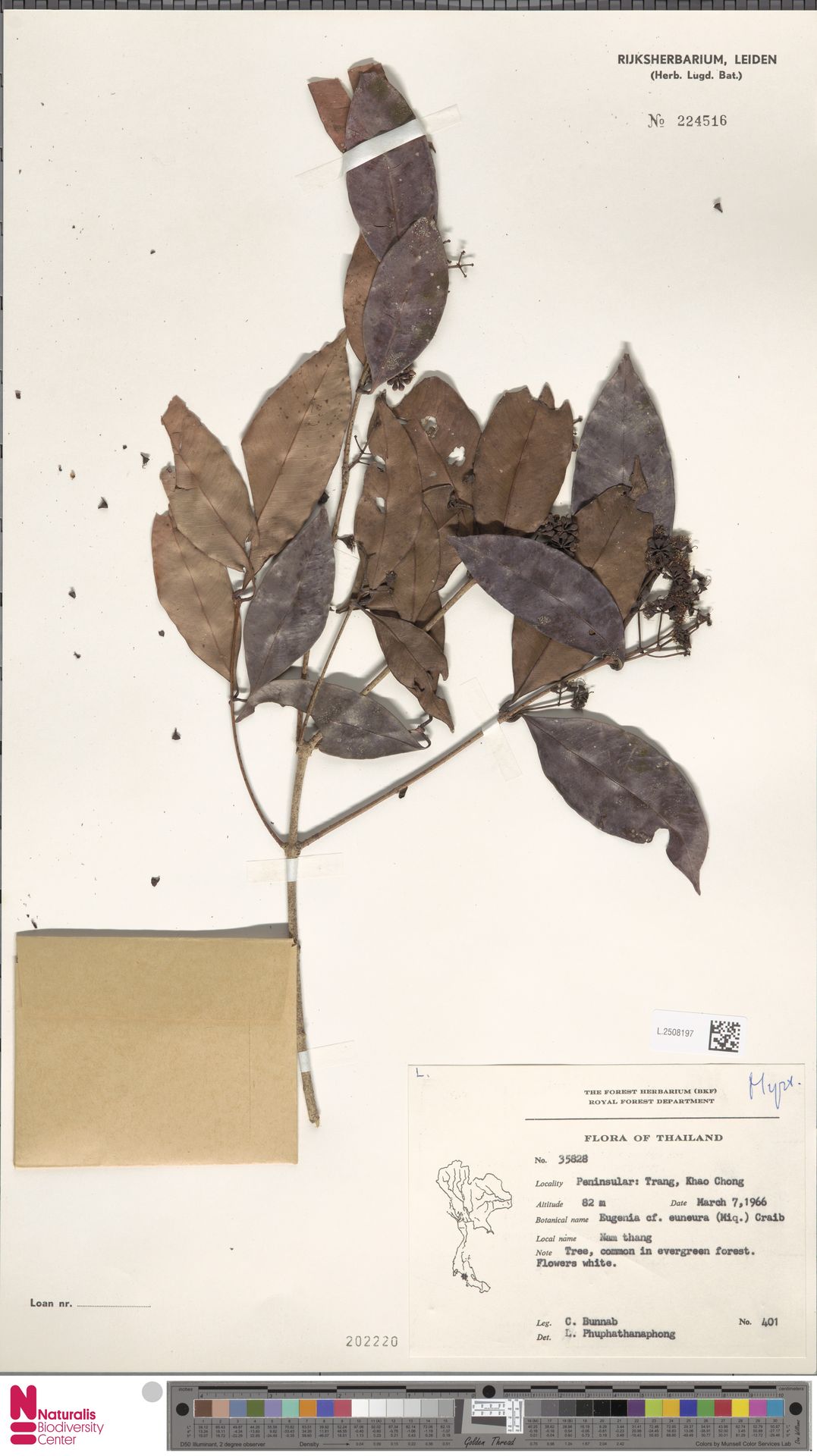 Syzygium euneuron