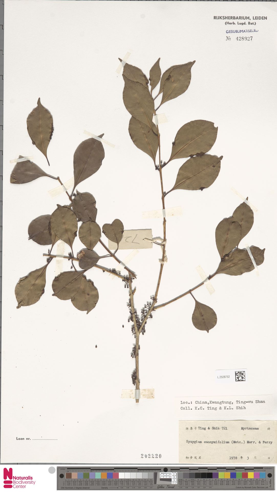 Syzygium euonymifolium