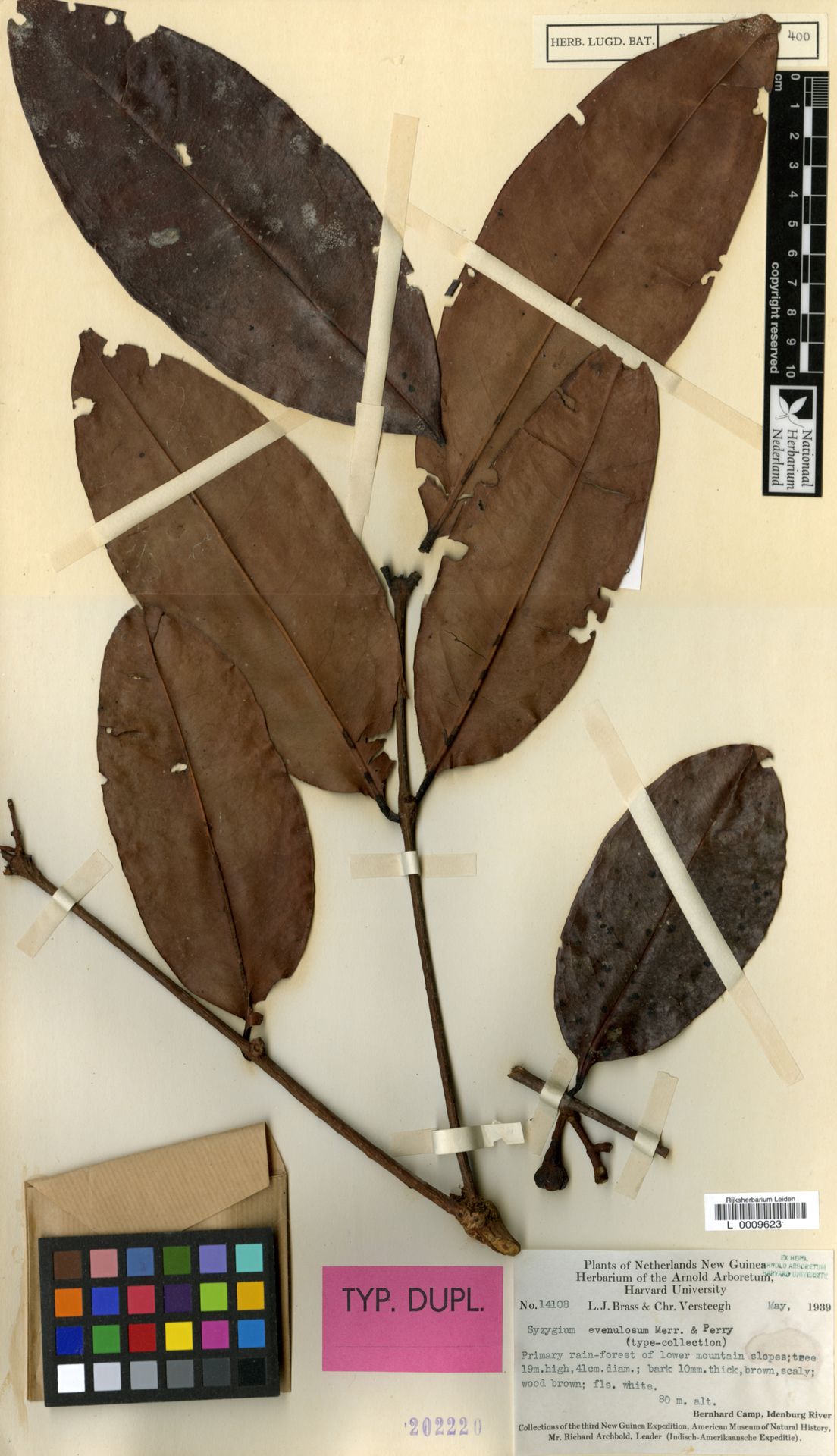 Syzygium evenulosum