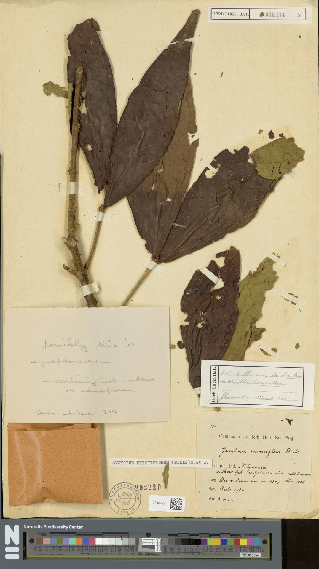 Syzygium eximiiflorum