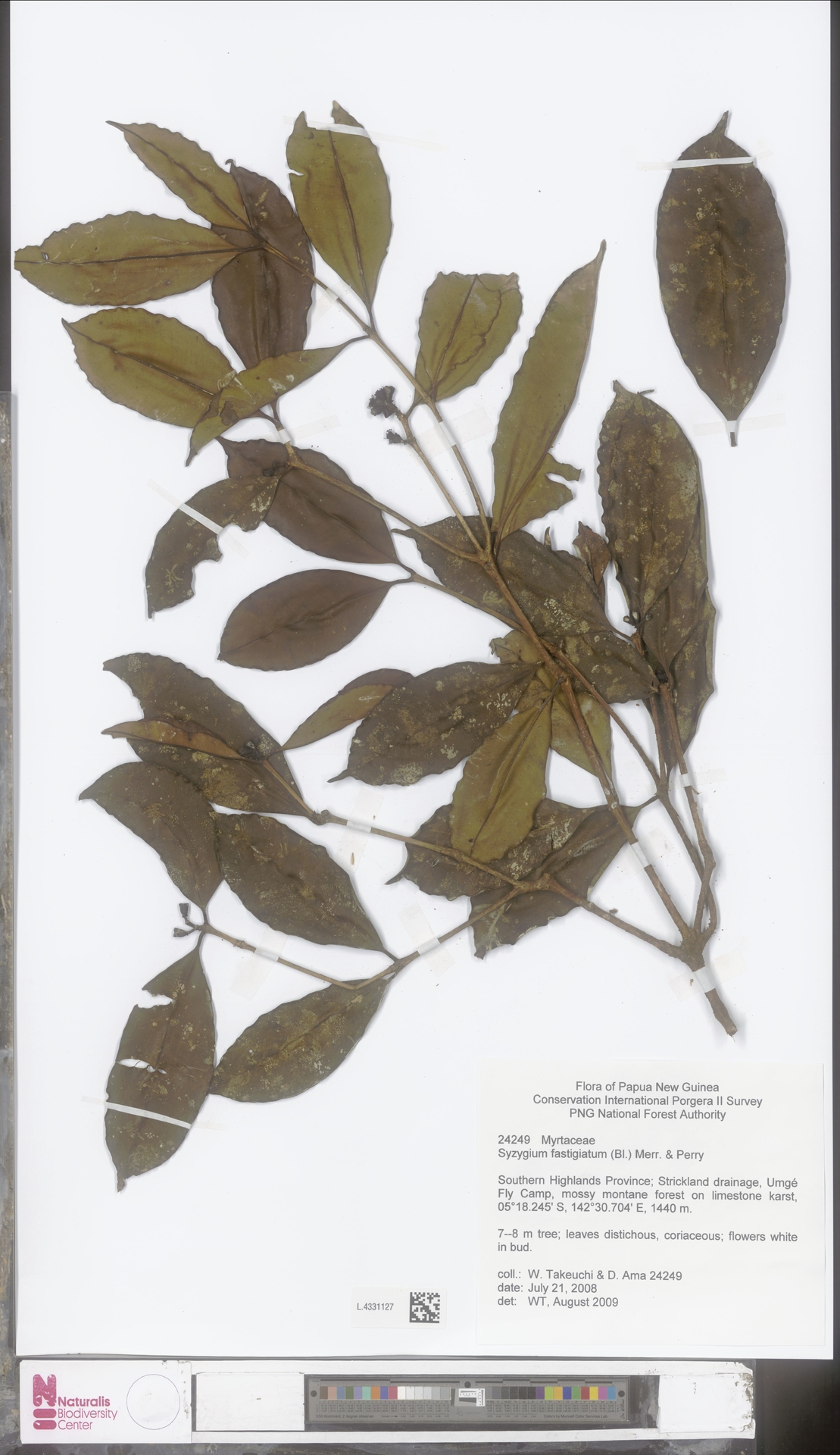 Syzygium fastigiatum
