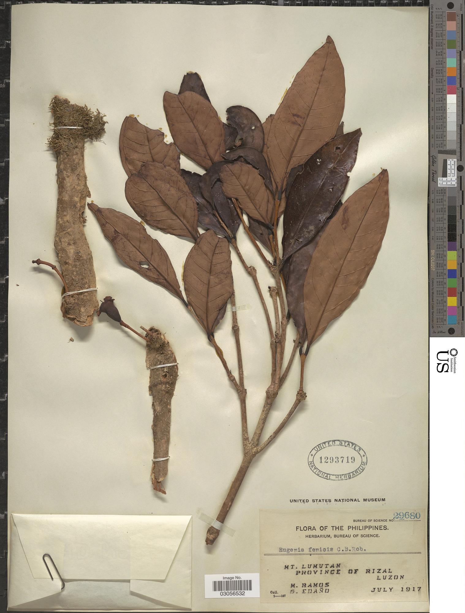Syzygium fenicis