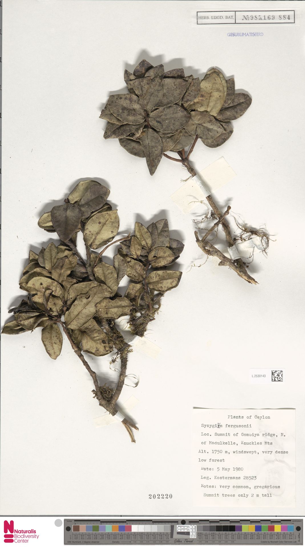 Syzygium fergusoni