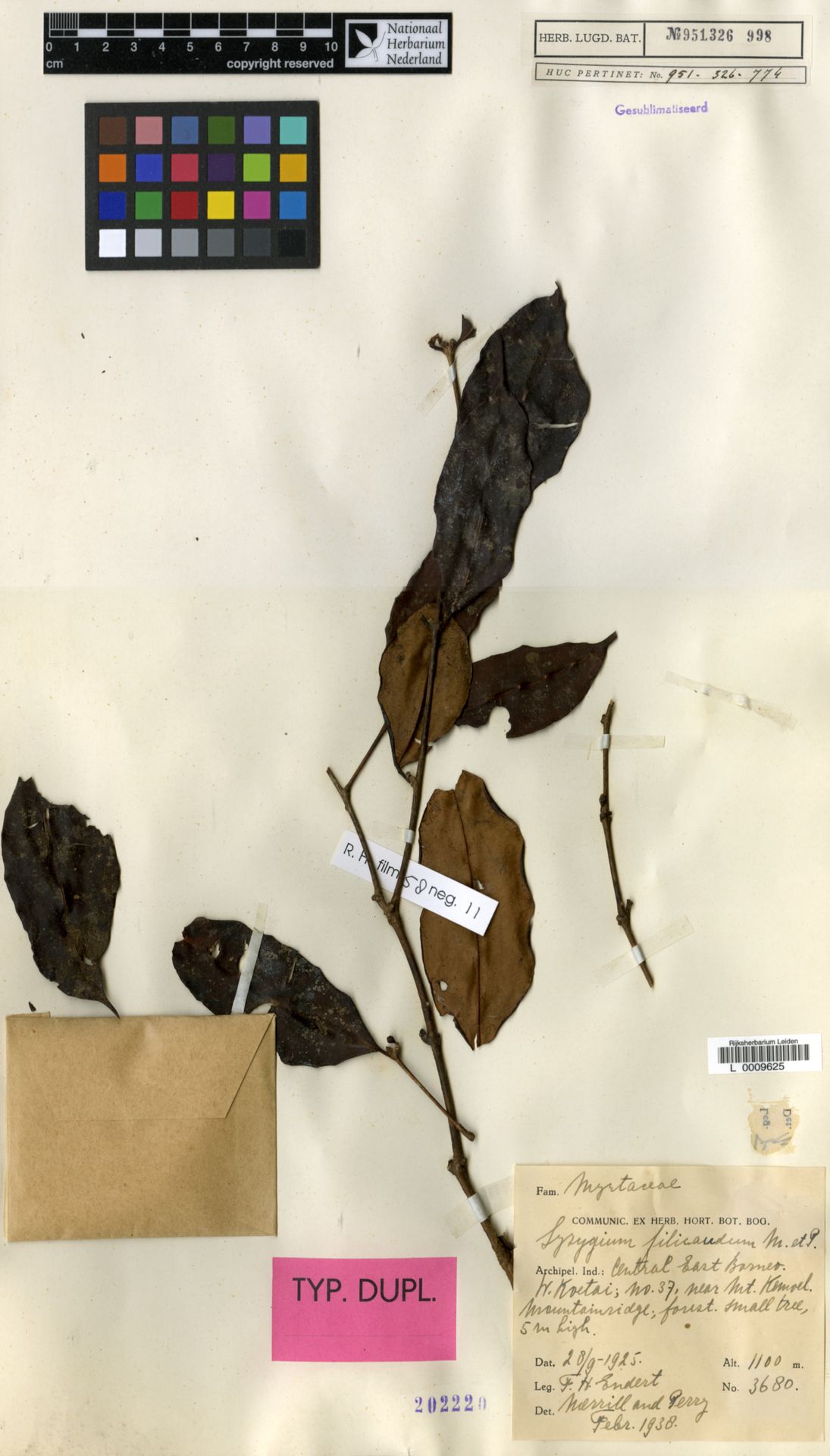 Syzygium filicaudum