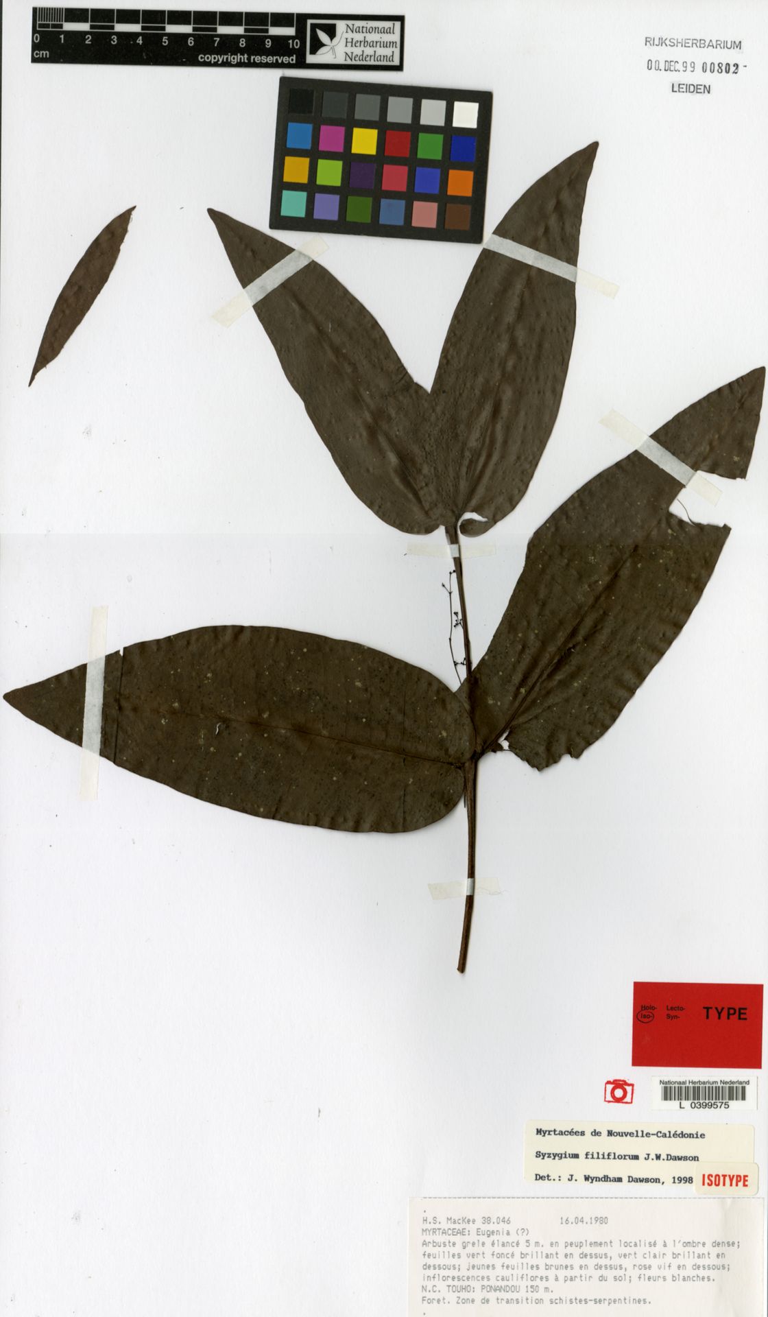 Syzygium filiflorum