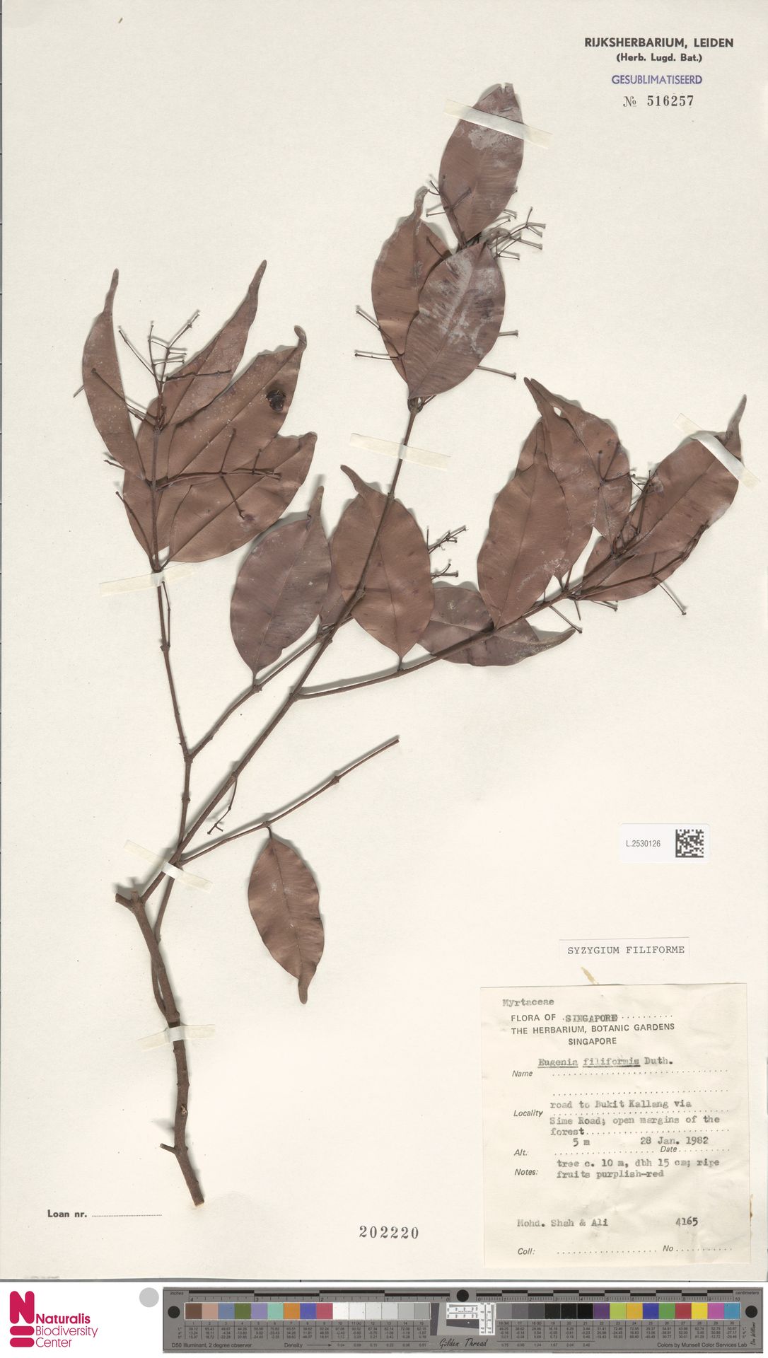 Syzygium filiforme