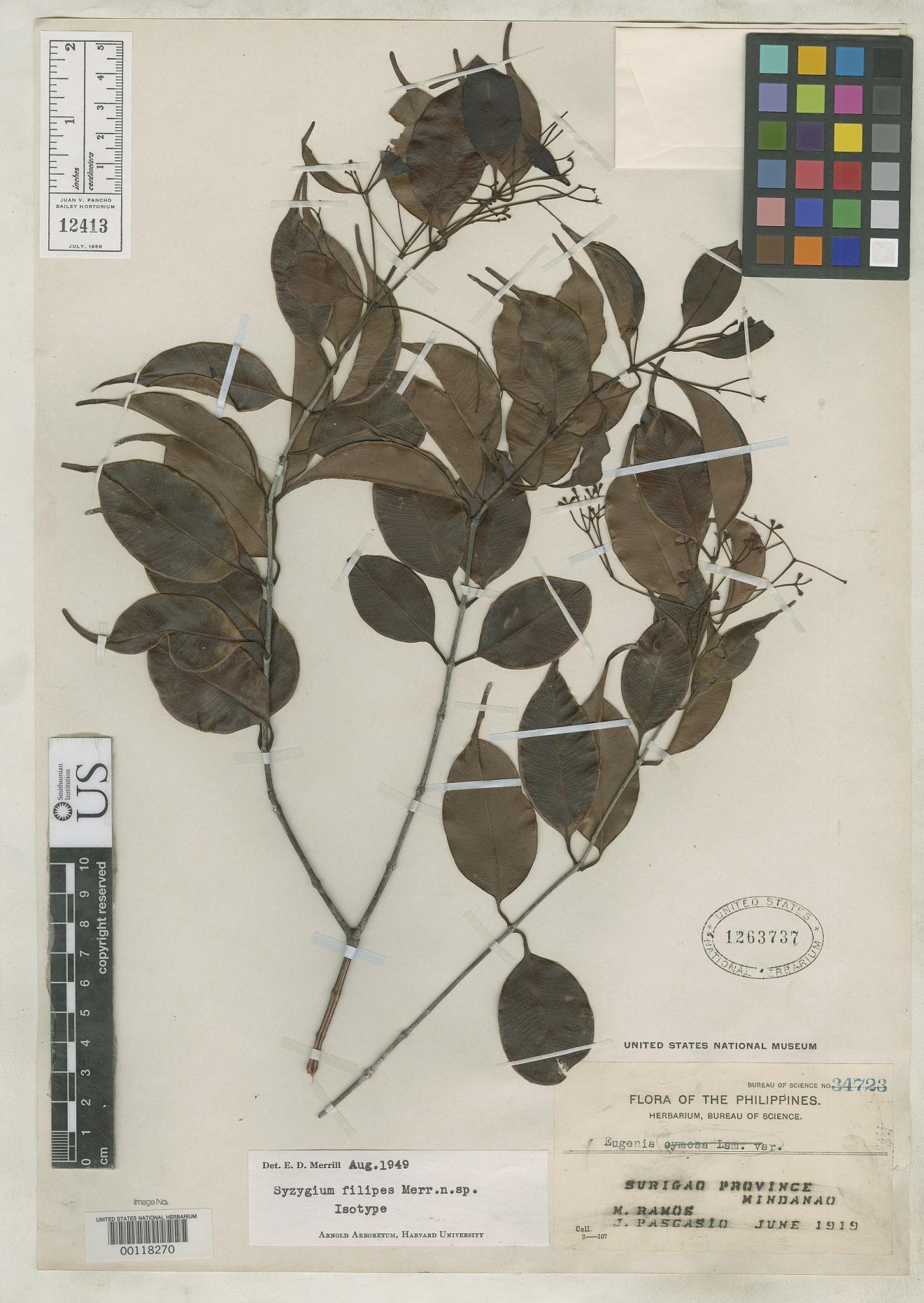 Syzygium filipes