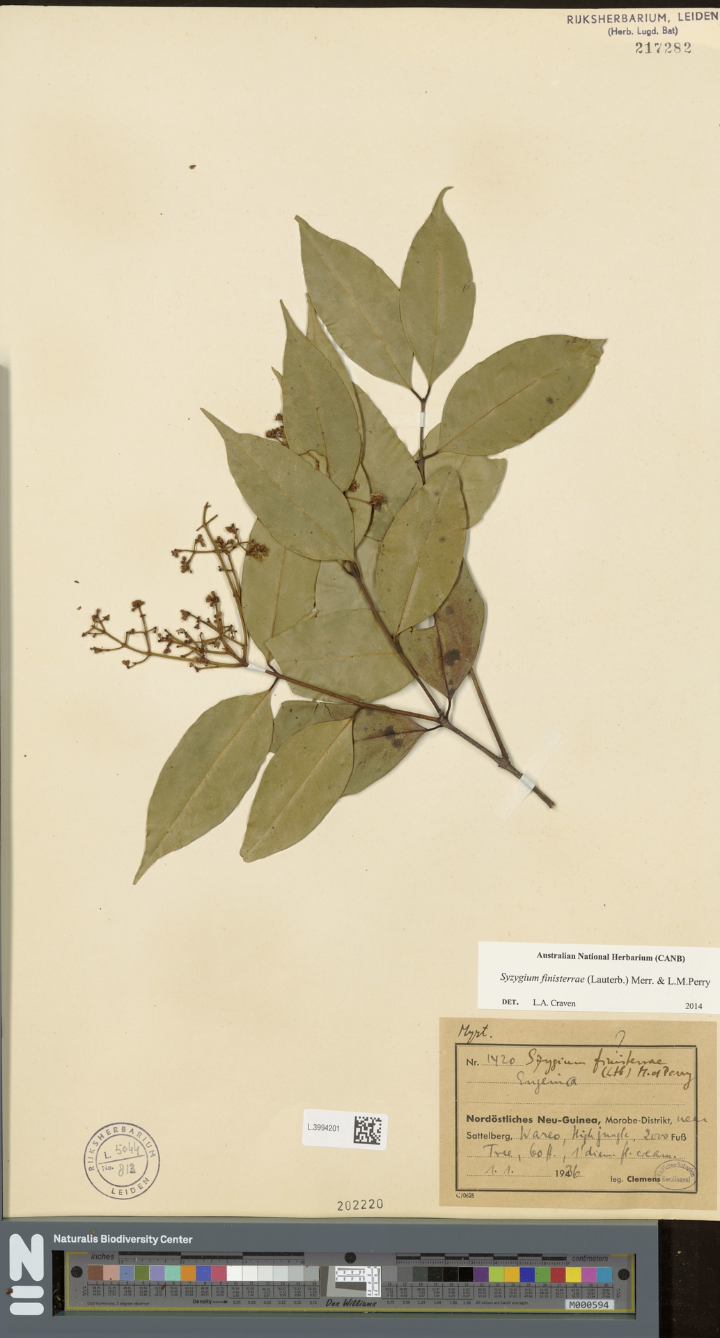 Syzygium finisterrae