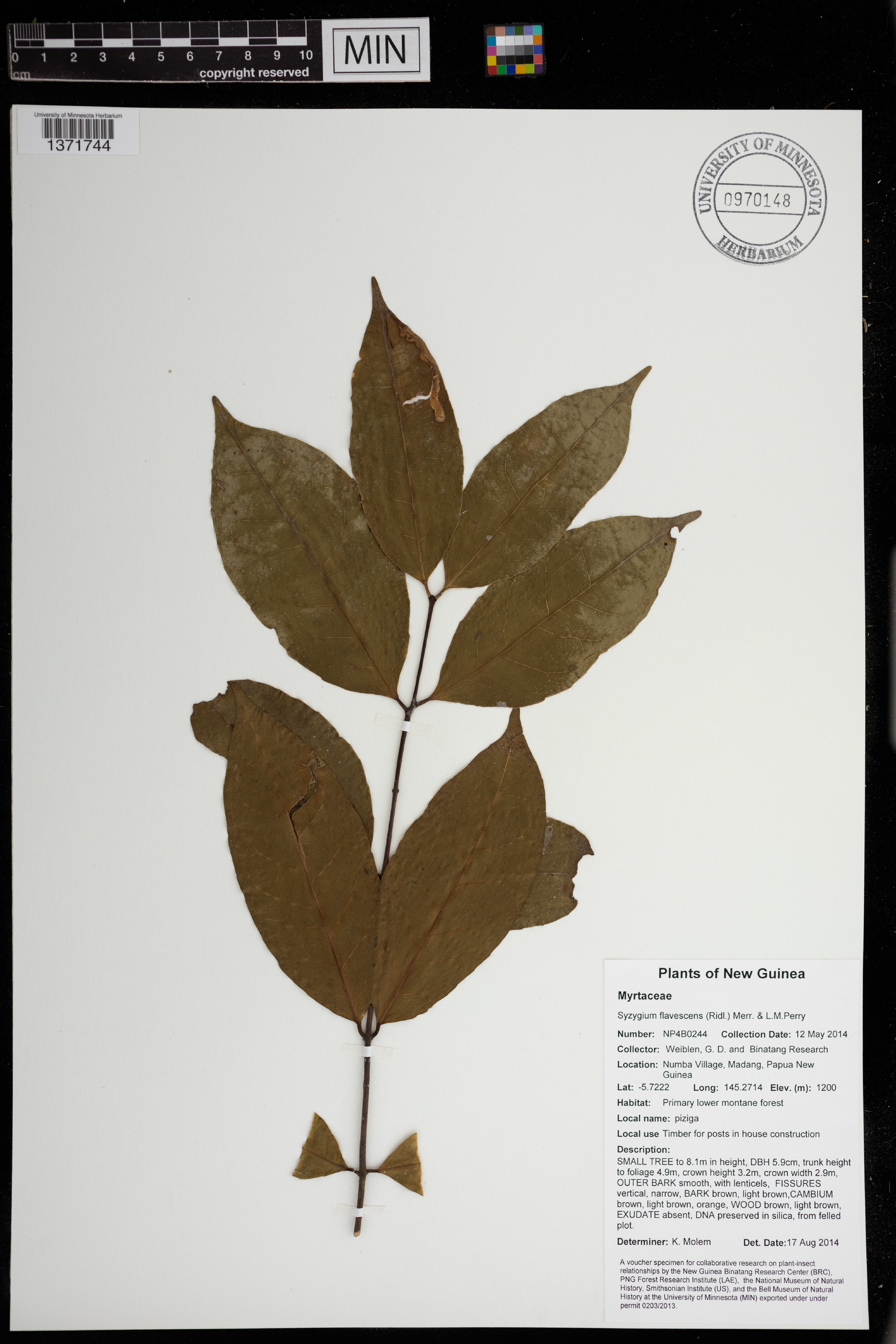 Syzygium flavescens