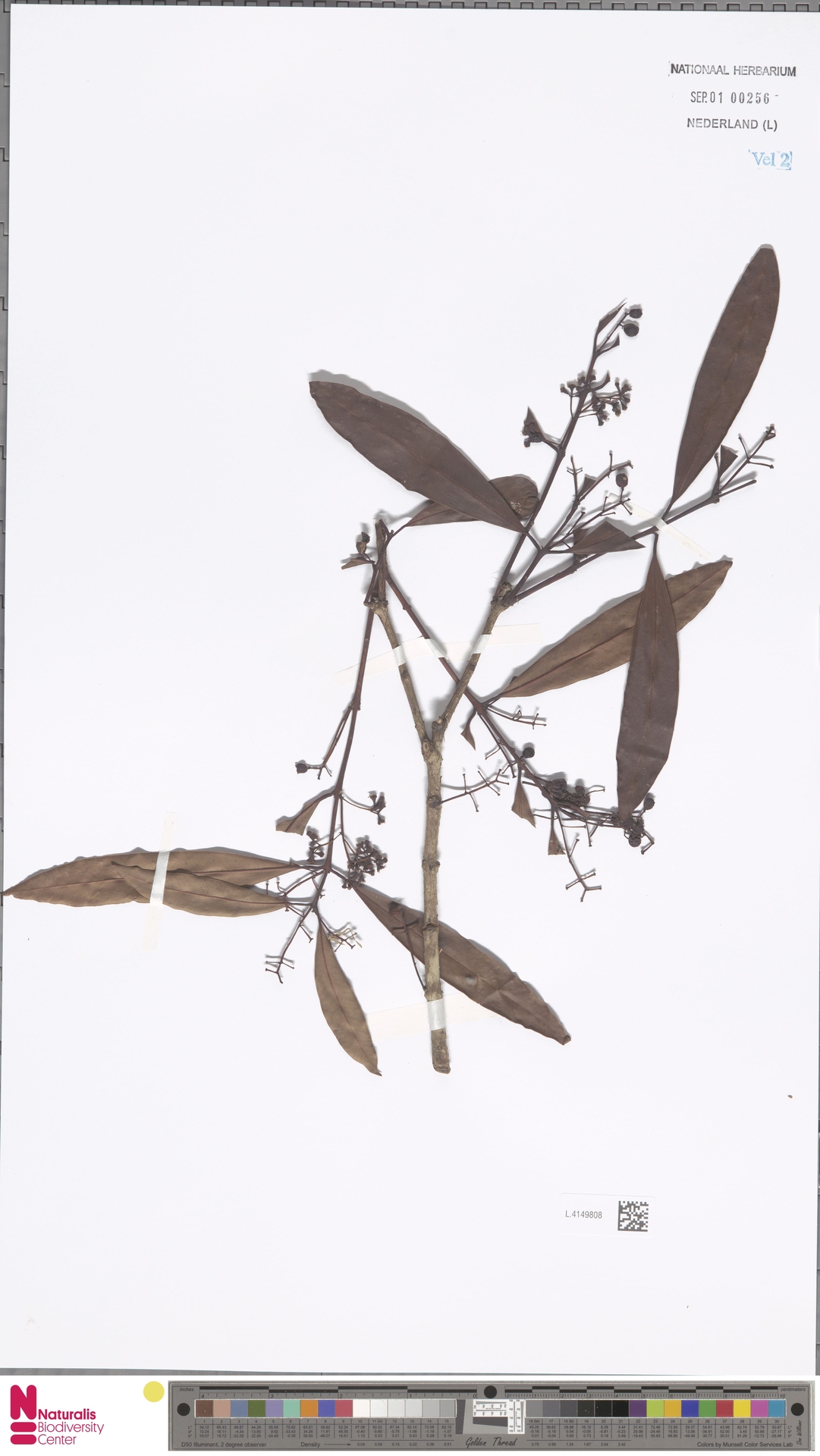 Syzygium fluviatile