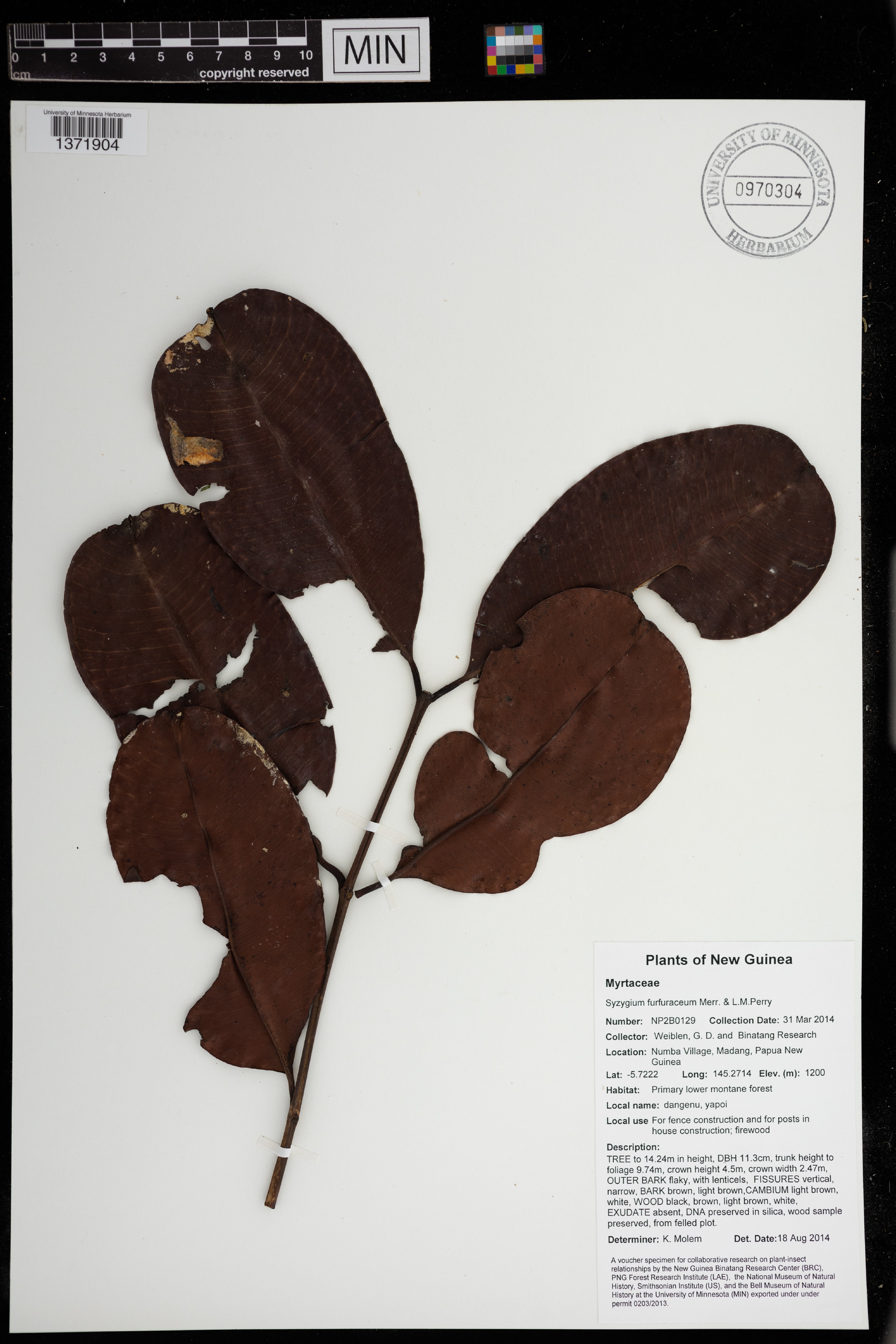 Syzygium furfuraceum