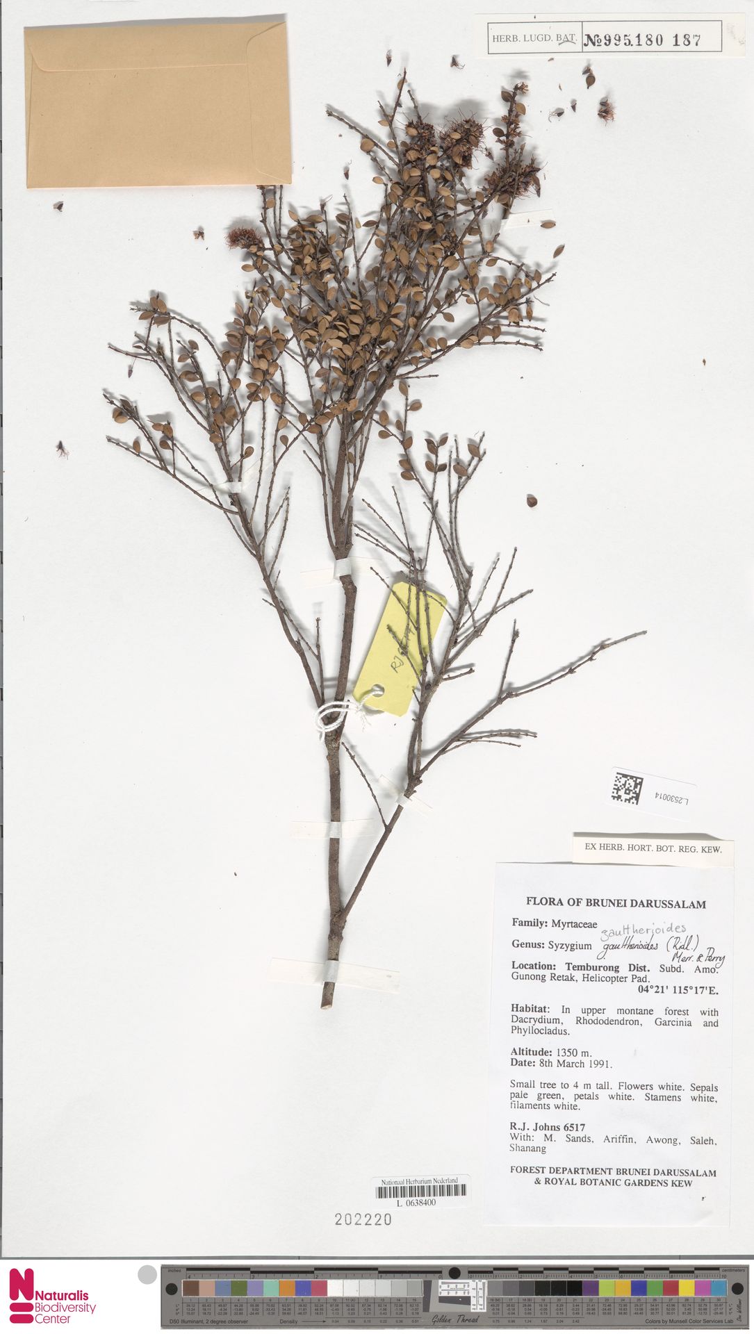 Syzygium gaultherioides