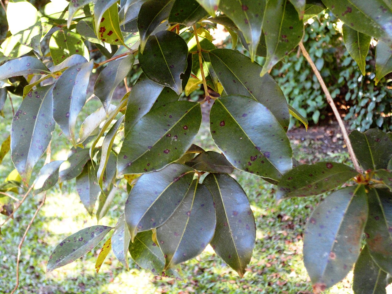 Syzygium gerrardii