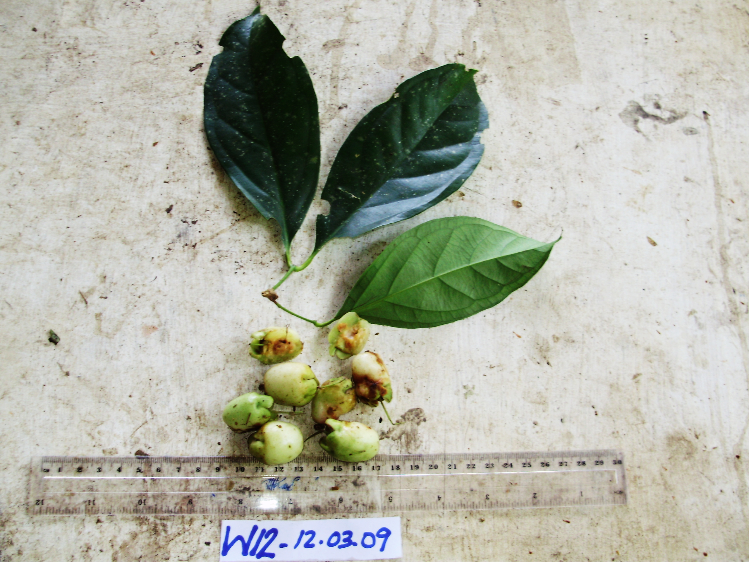 Syzygium gonatanthum