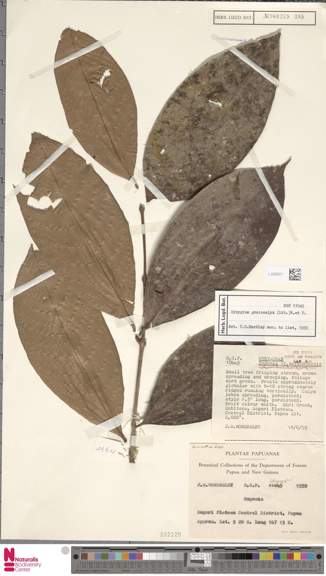 Syzygium goniocalyx