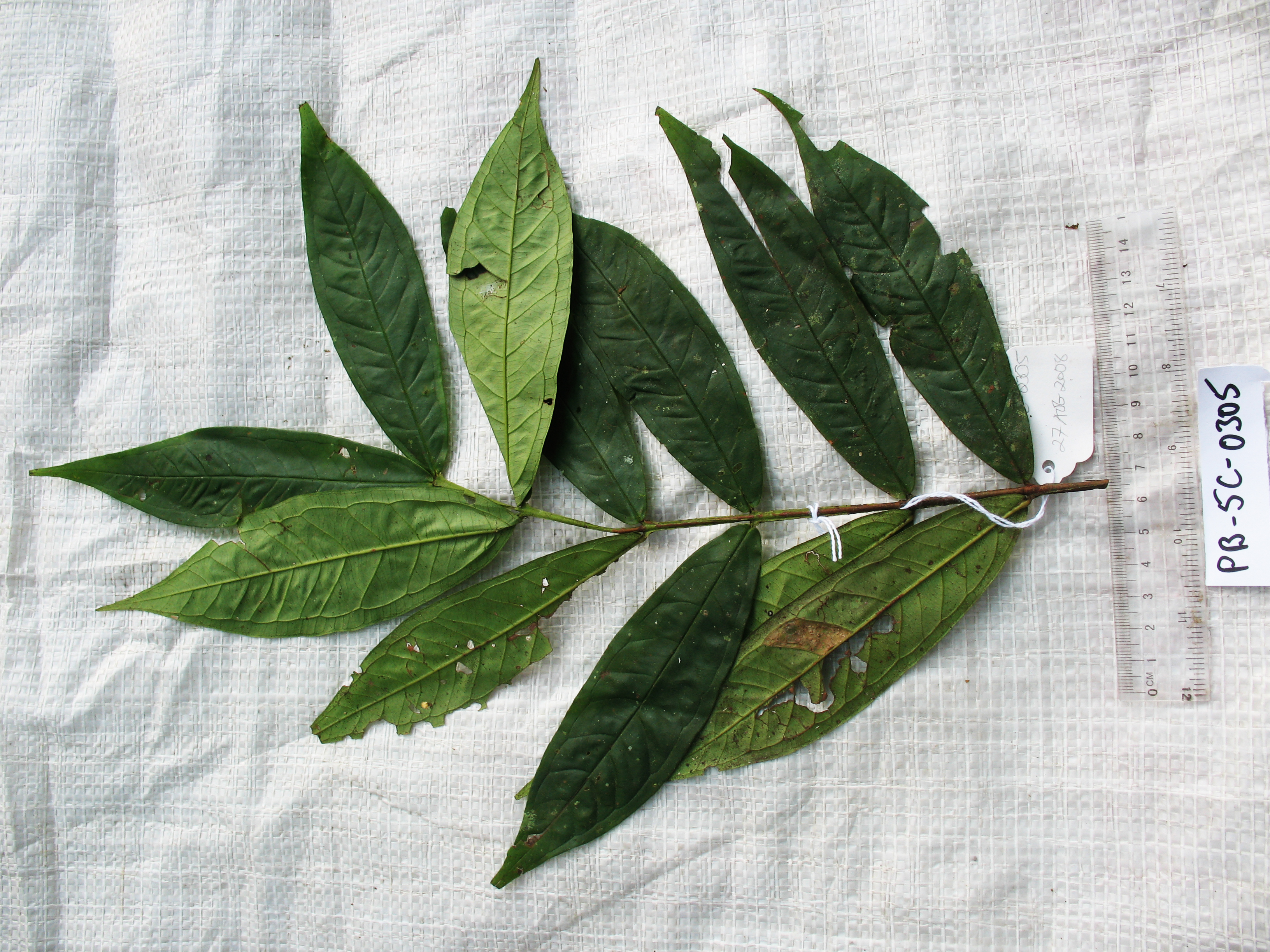 Syzygium goniopterum