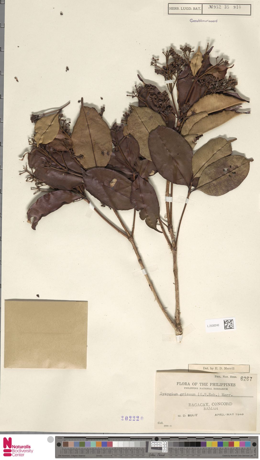 Syzygium griseum