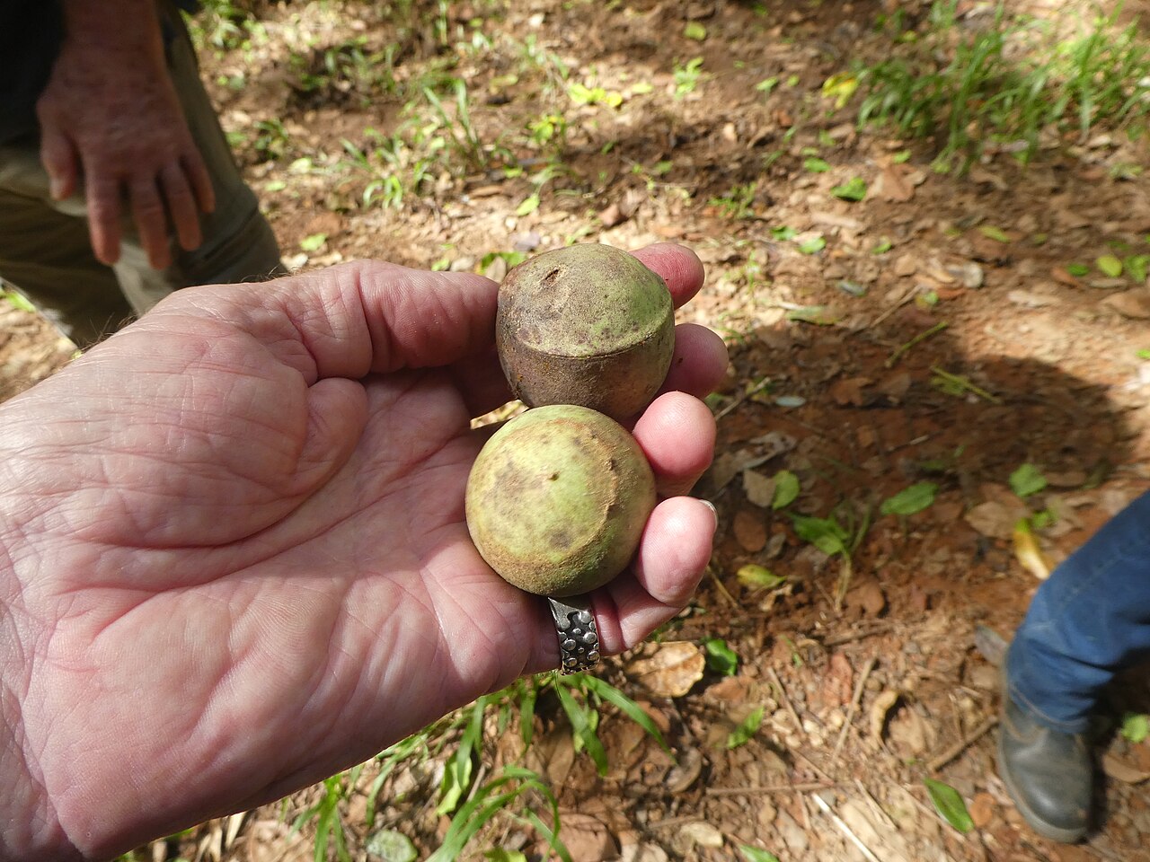 Syzygium gustavioides