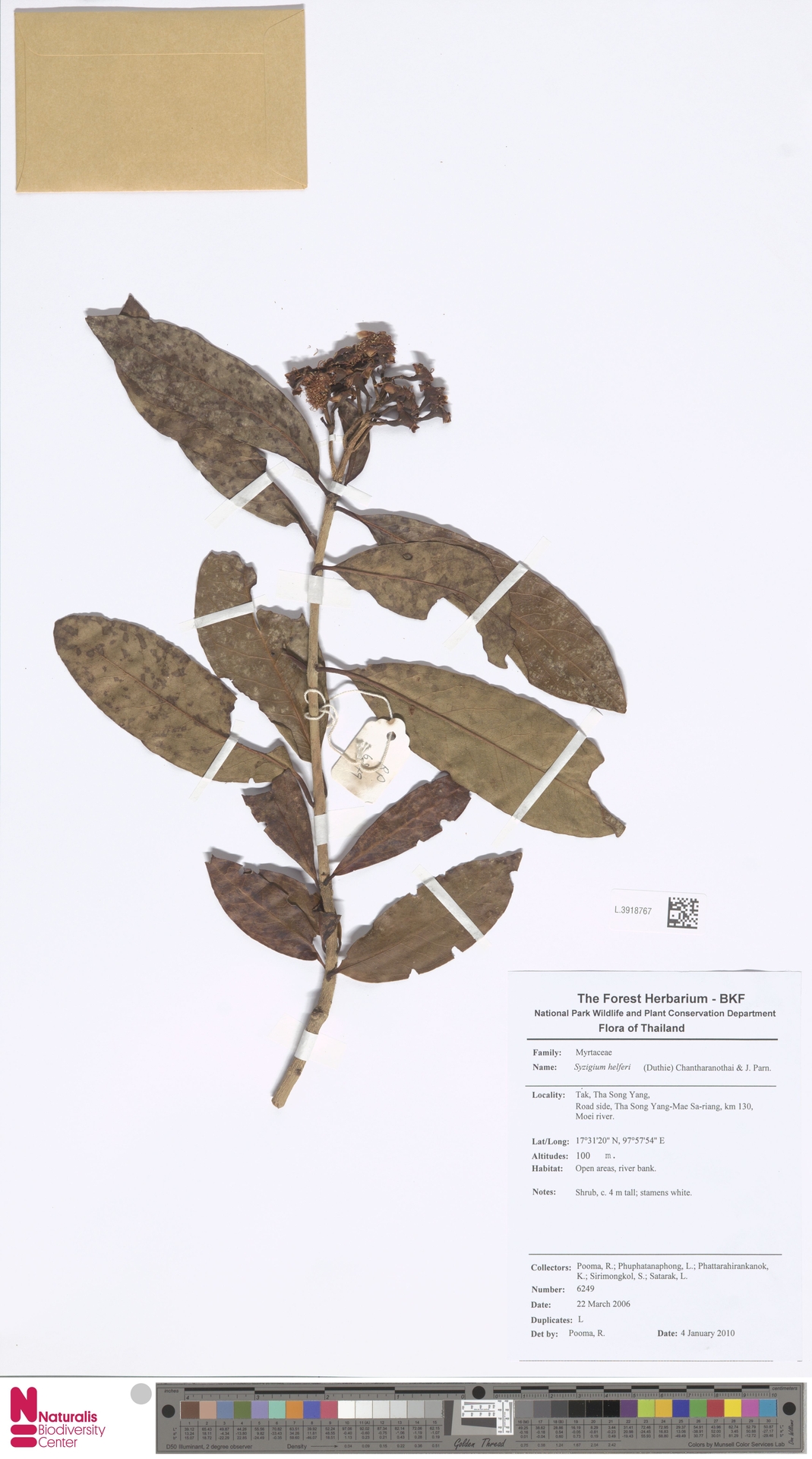 Syzygium helferi