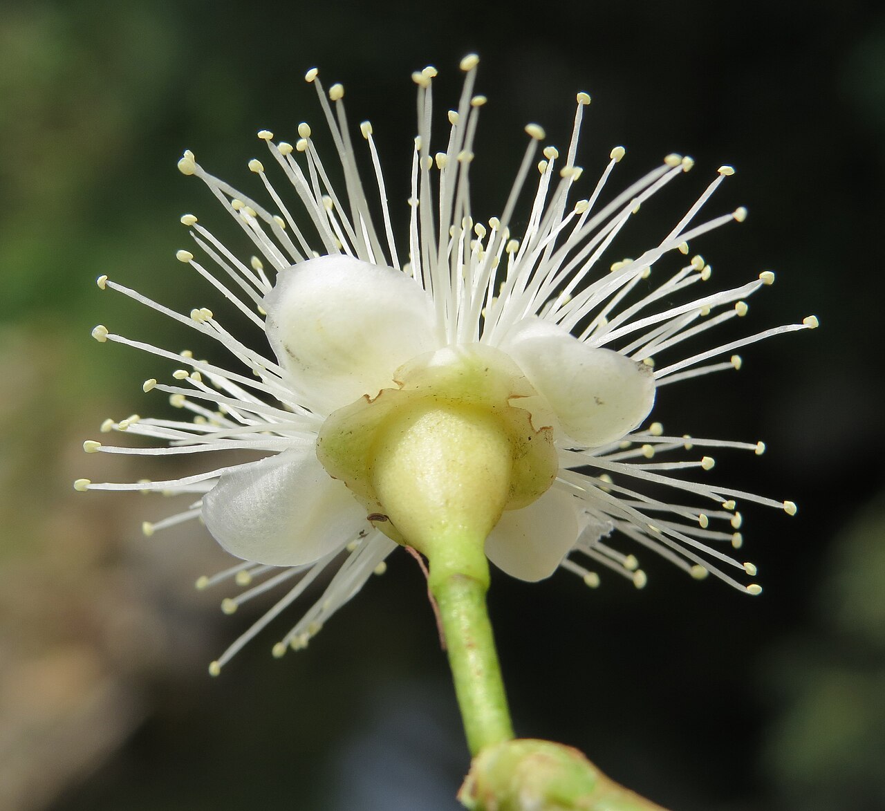 Syzygium hemisphericum