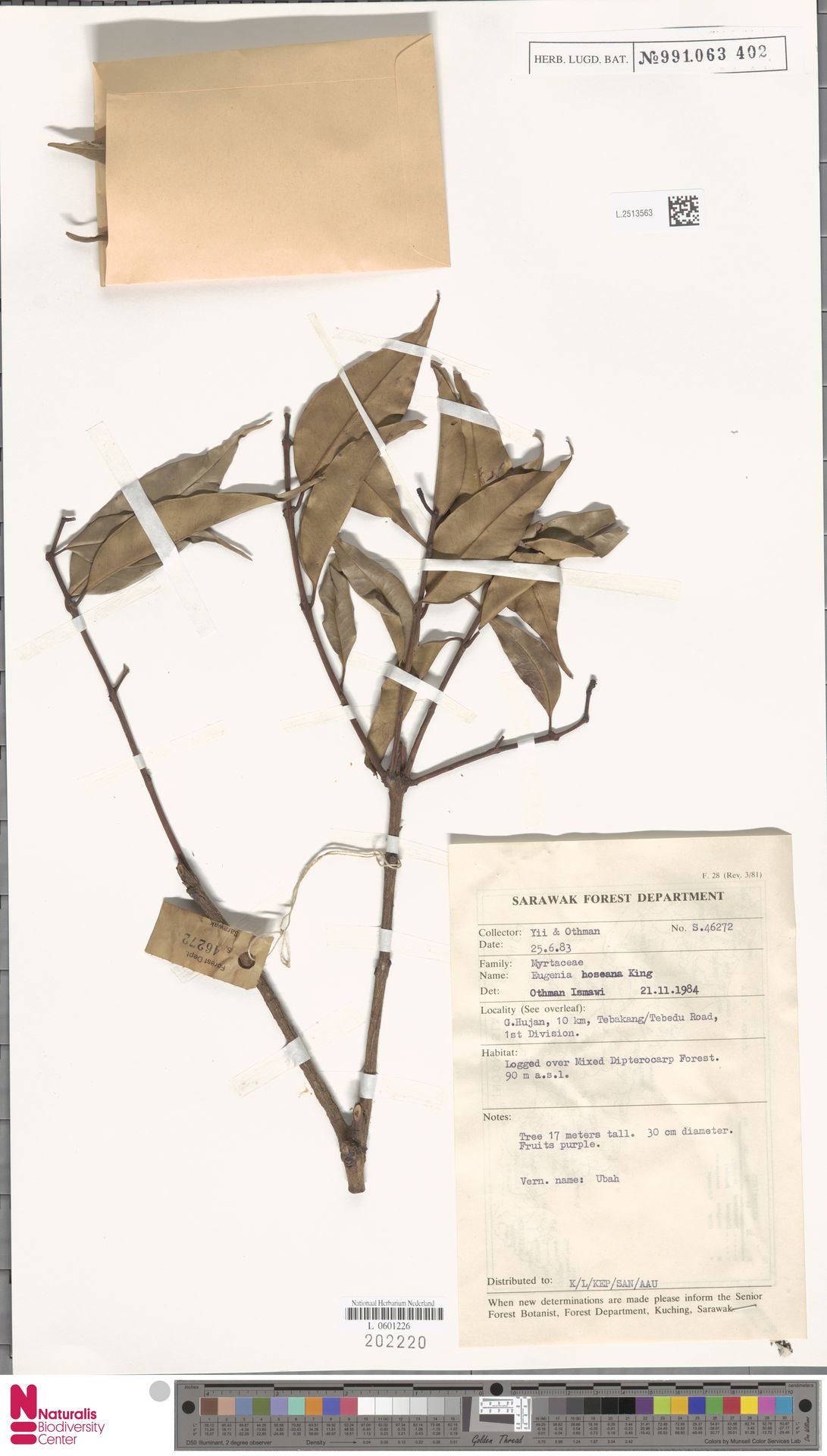 Syzygium hoseanum