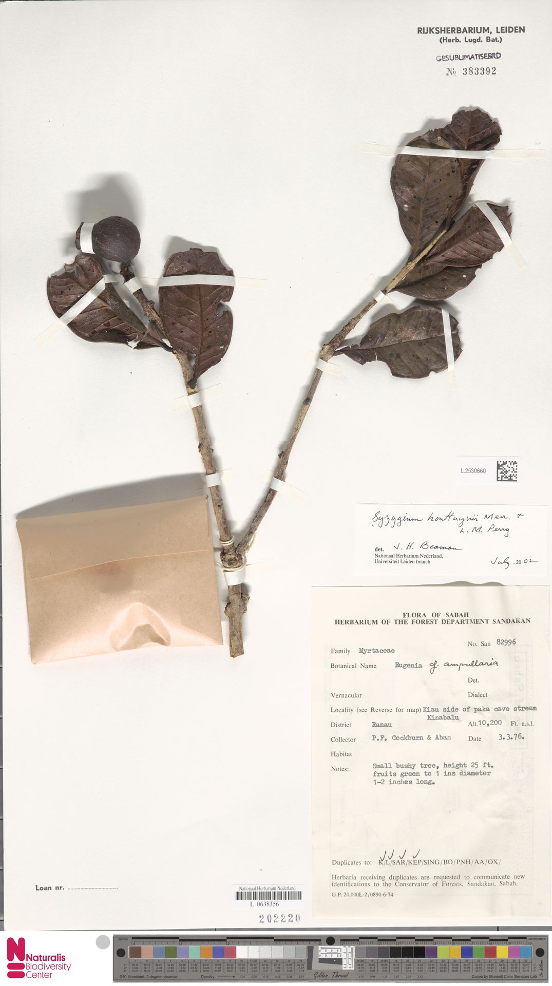 Syzygium houttuynii
