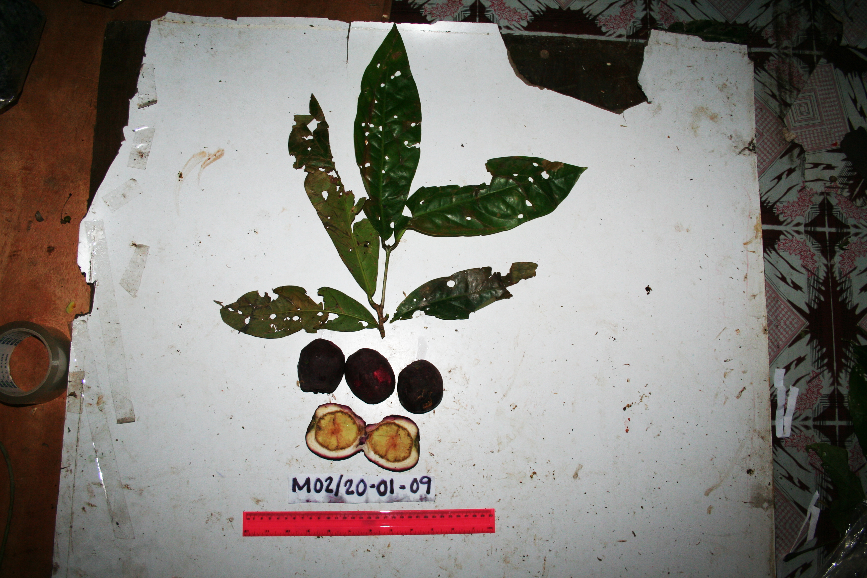 Syzygium hylochare