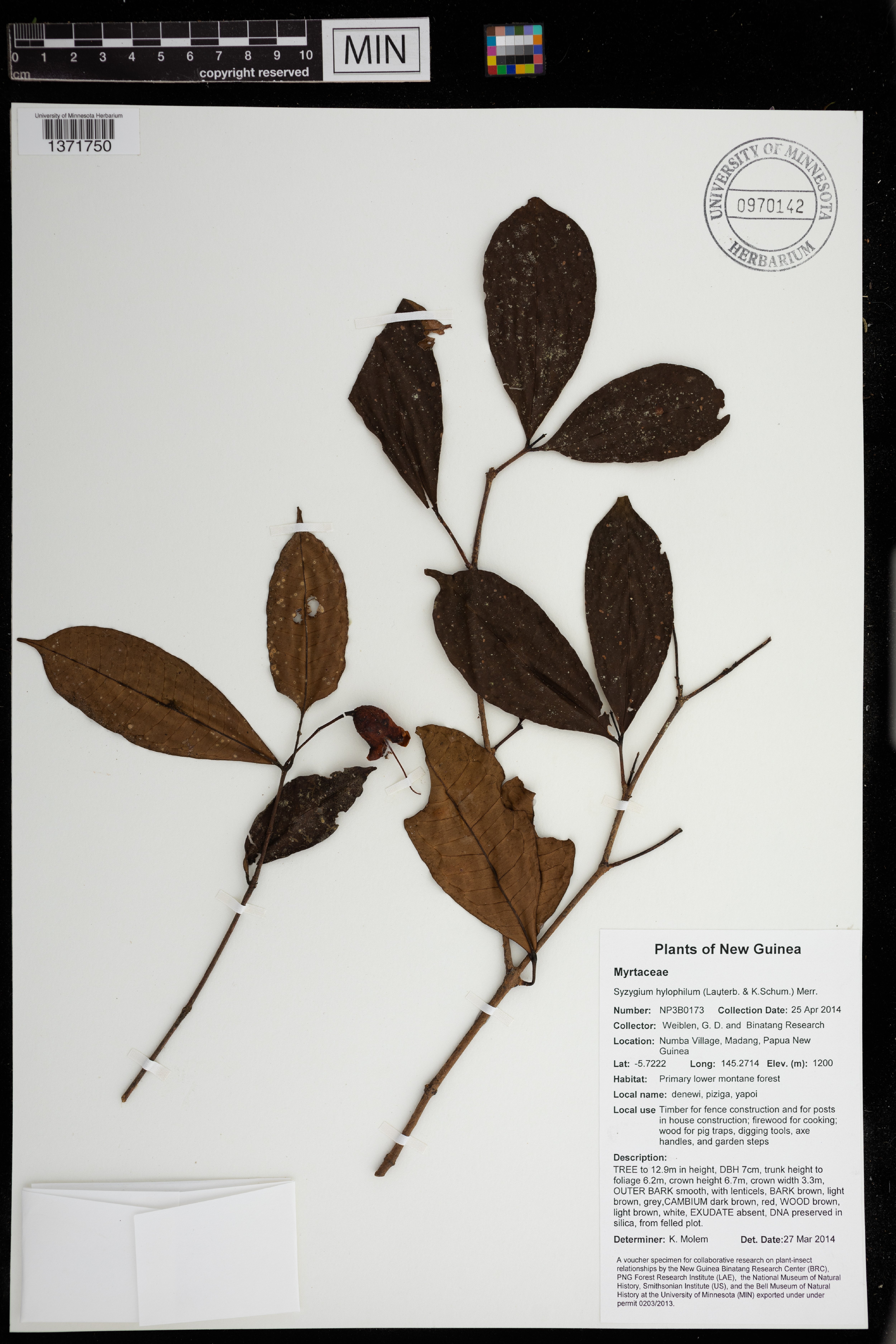 Syzygium hylophilum