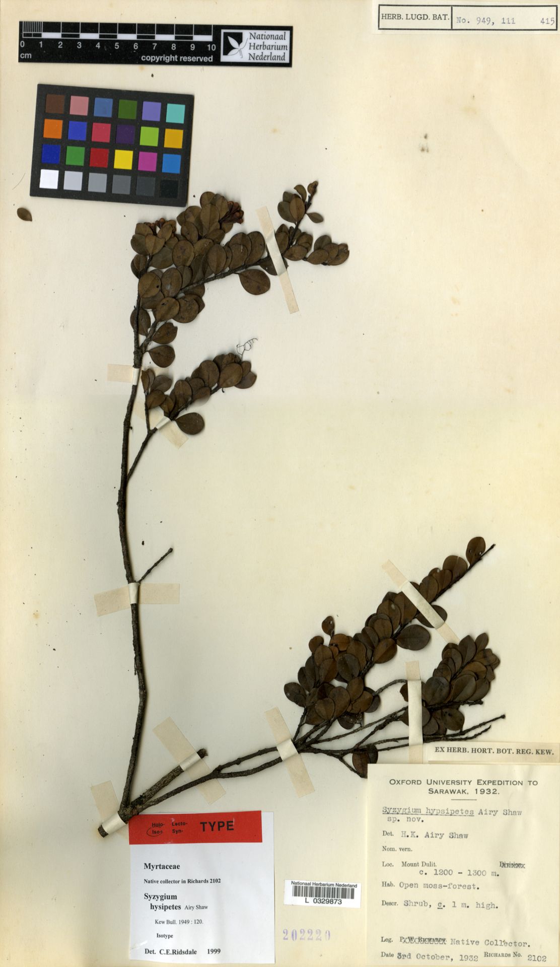 Syzygium hypsipetes