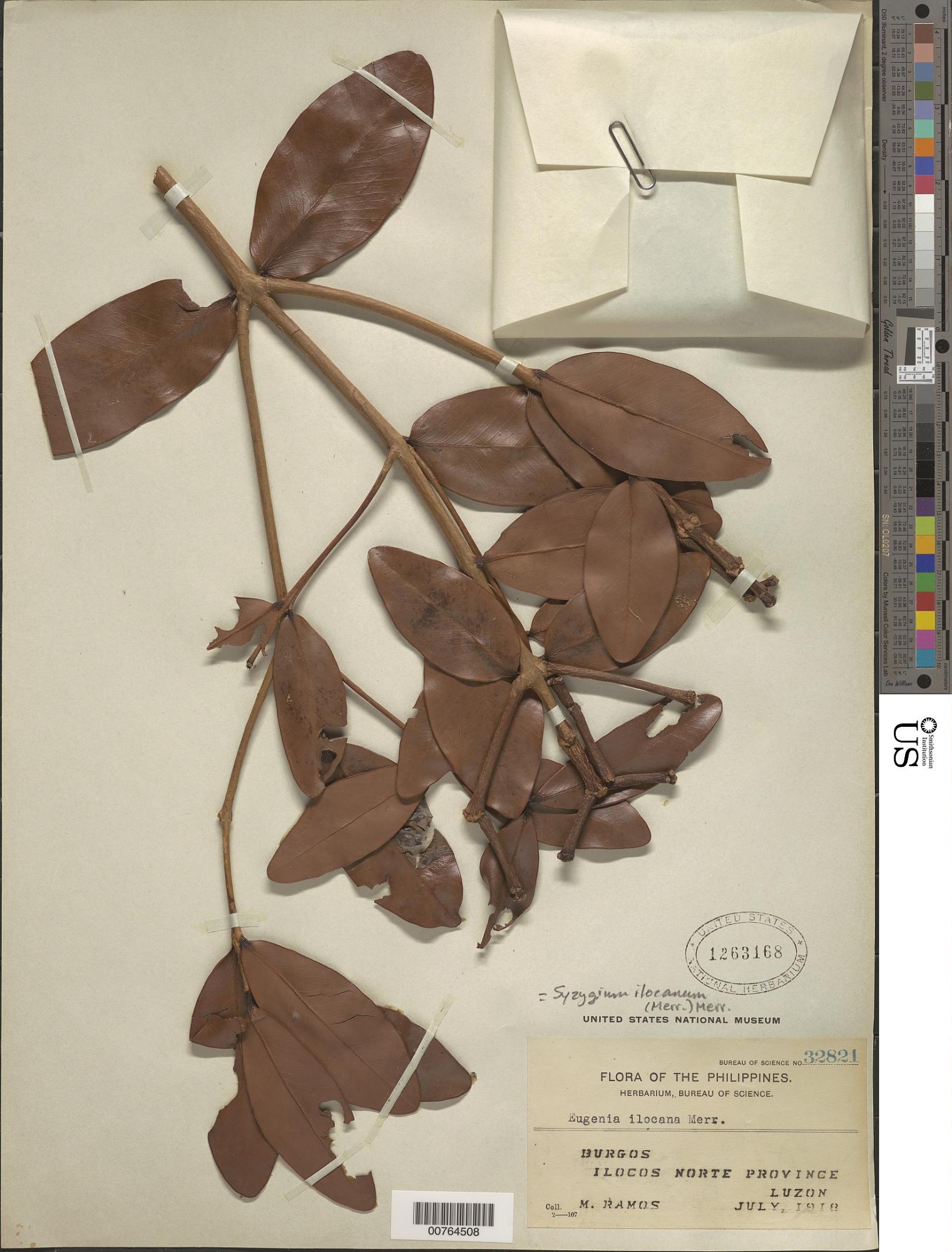 Syzygium ilocanum