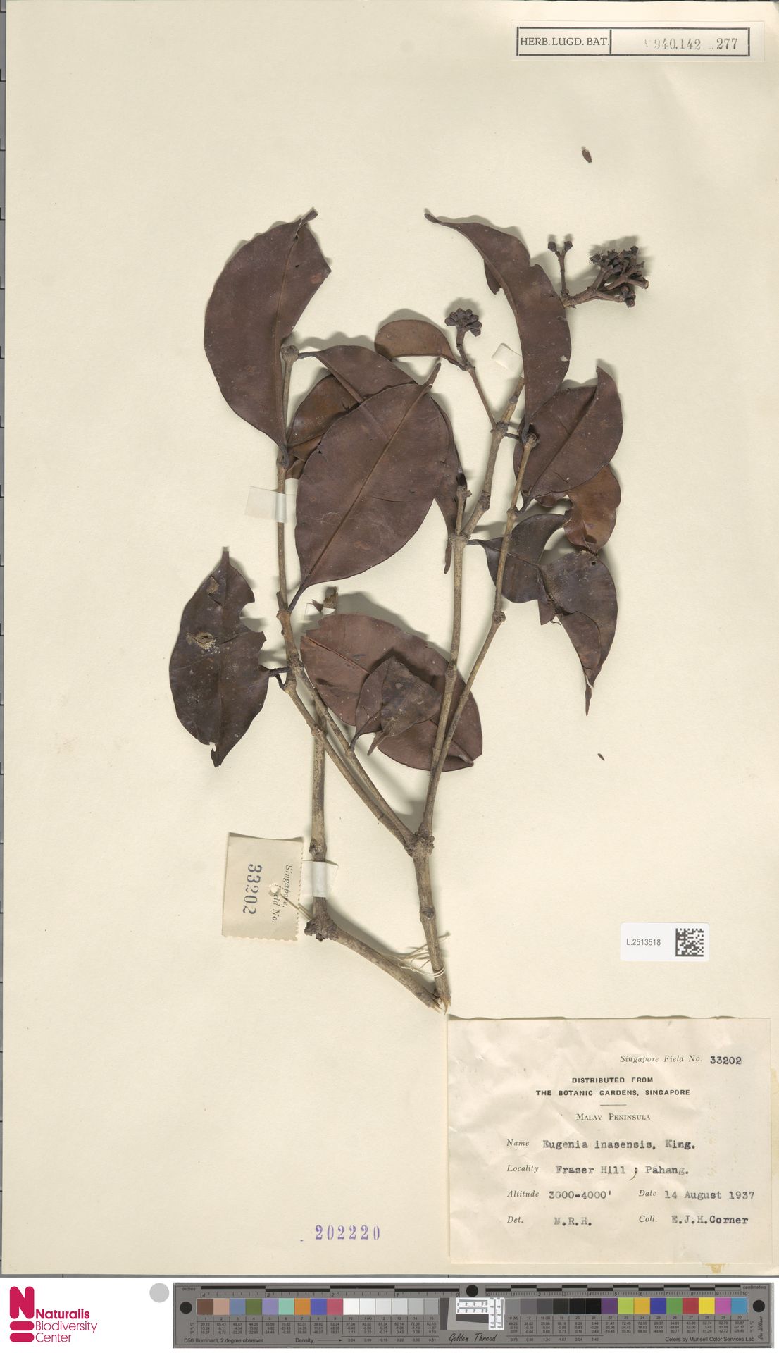 Syzygium inasense