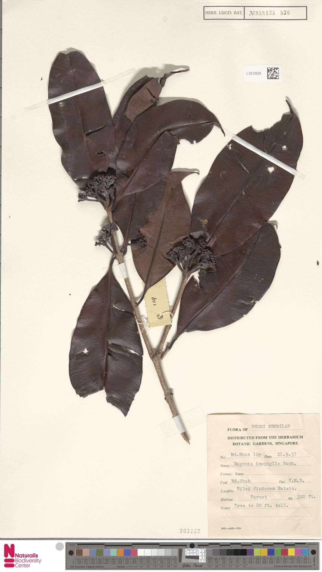 Syzygium inophyllum