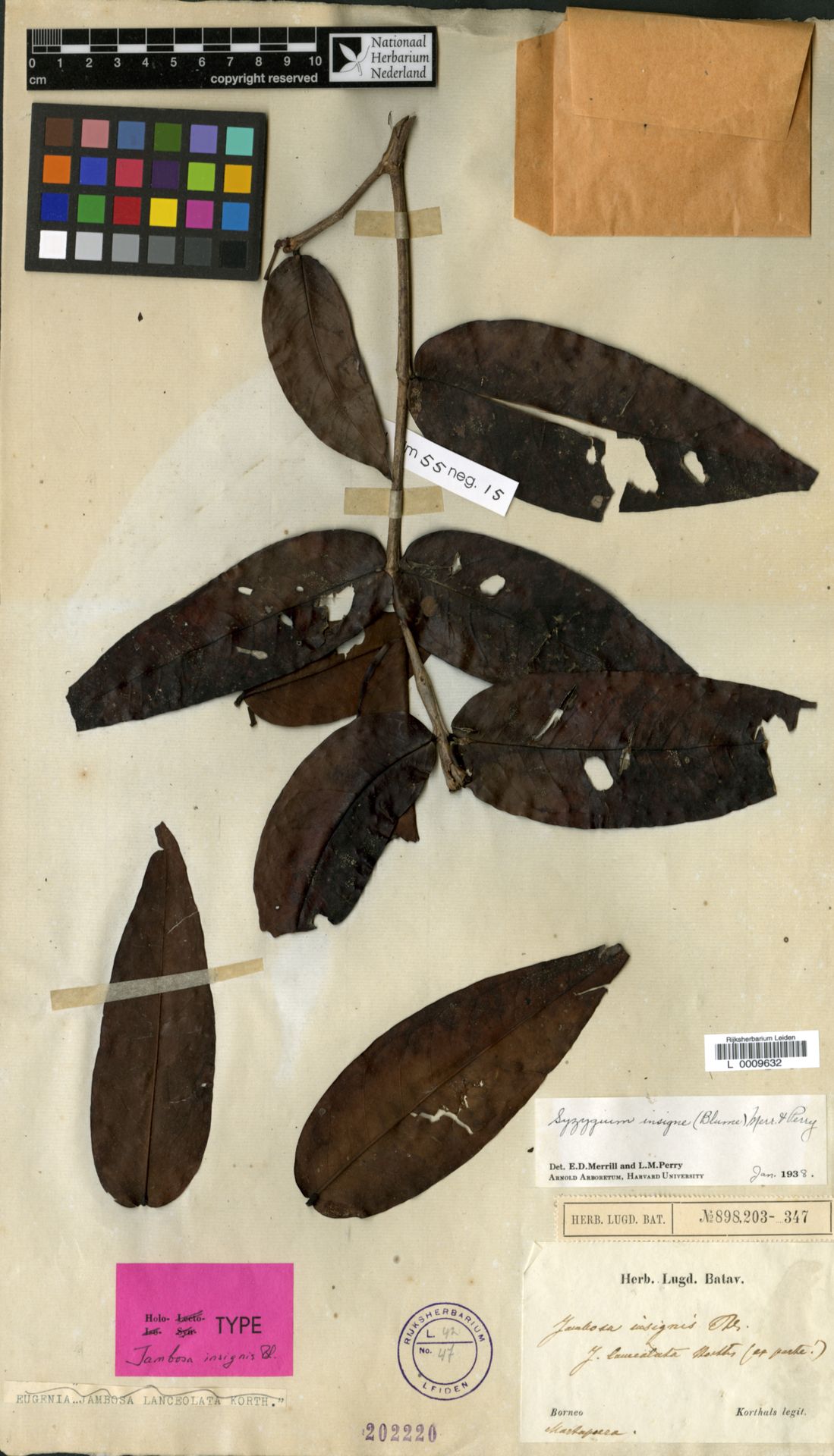 Syzygium insigne