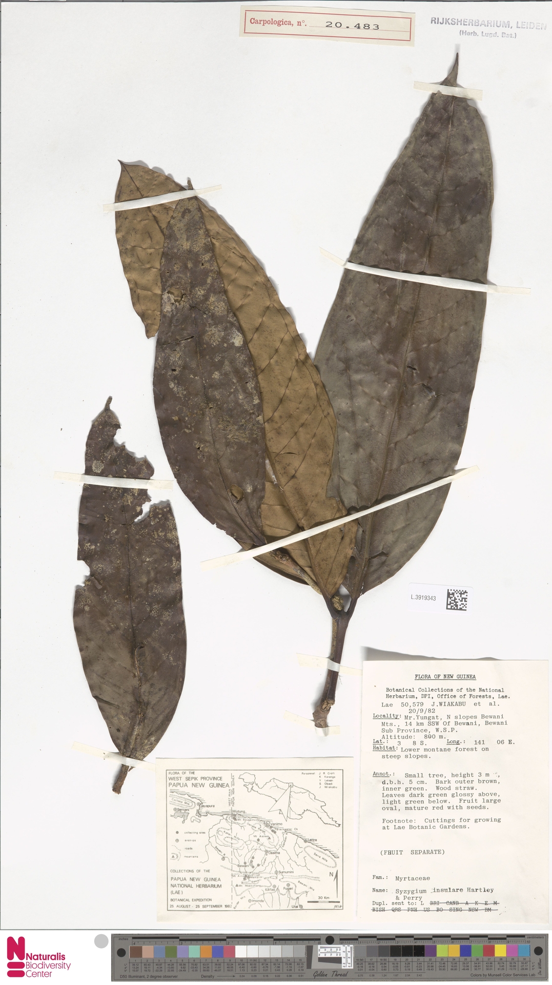 Syzygium insulare
