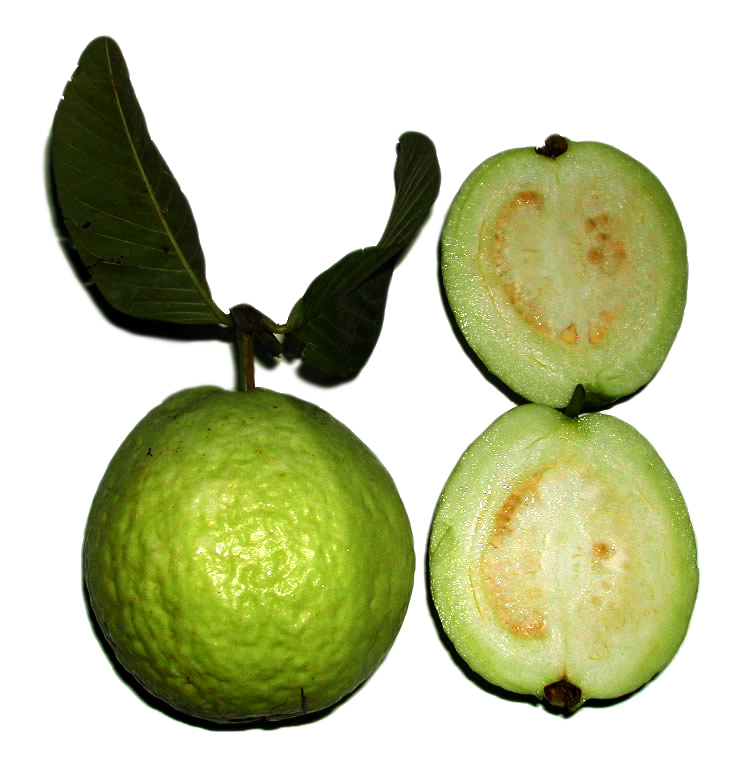 Syzygium intermedium