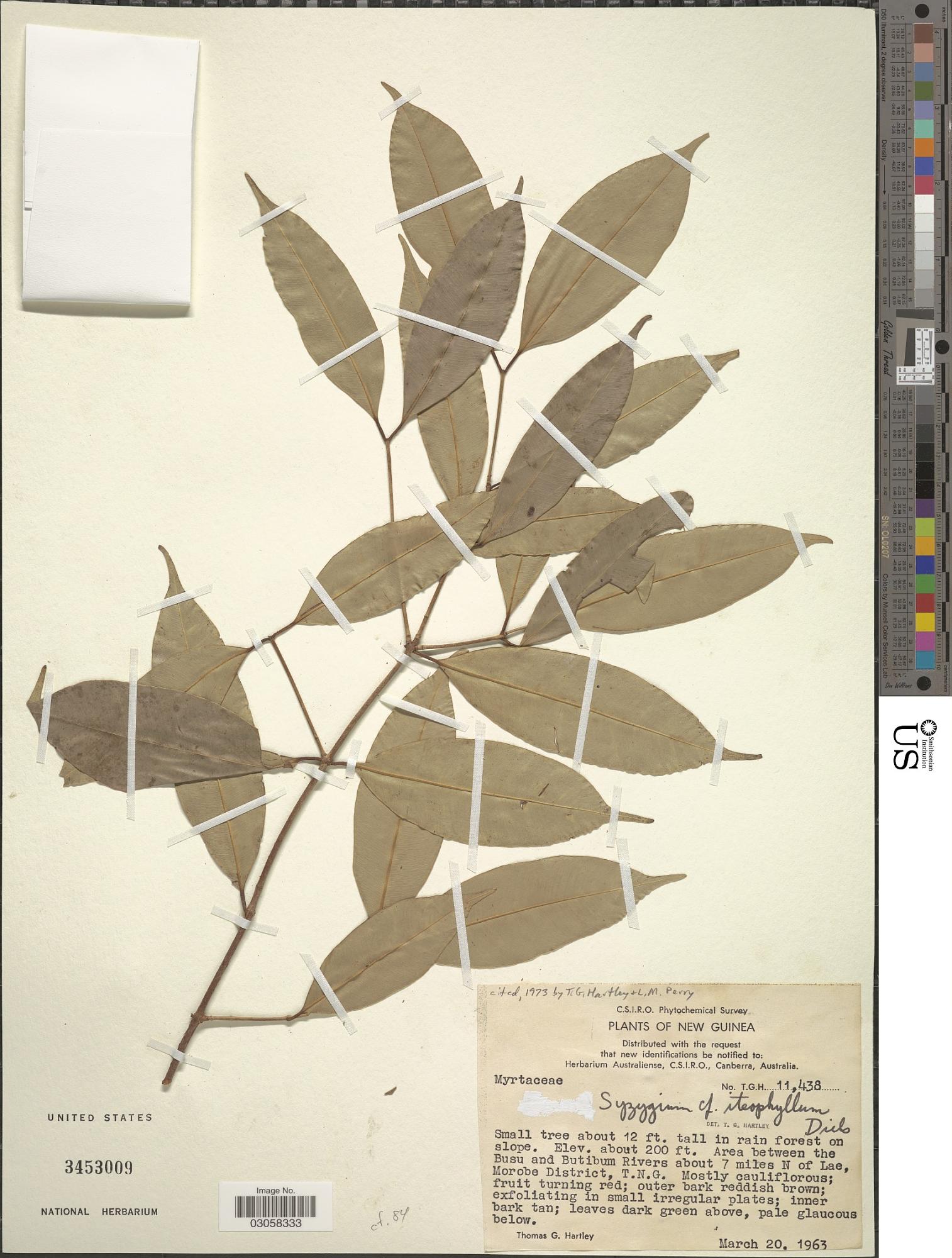 Syzygium iteophyllum