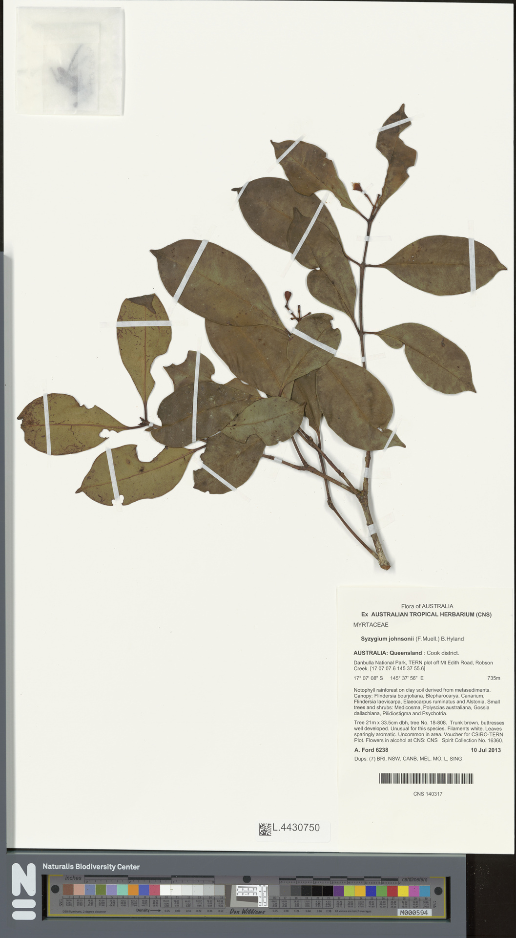 Syzygium johnsonii