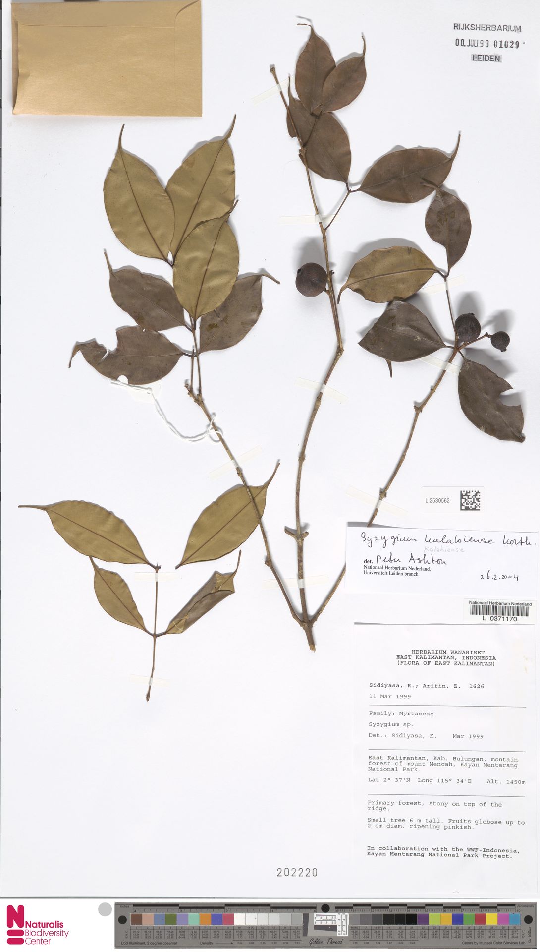 Syzygium kalahiense