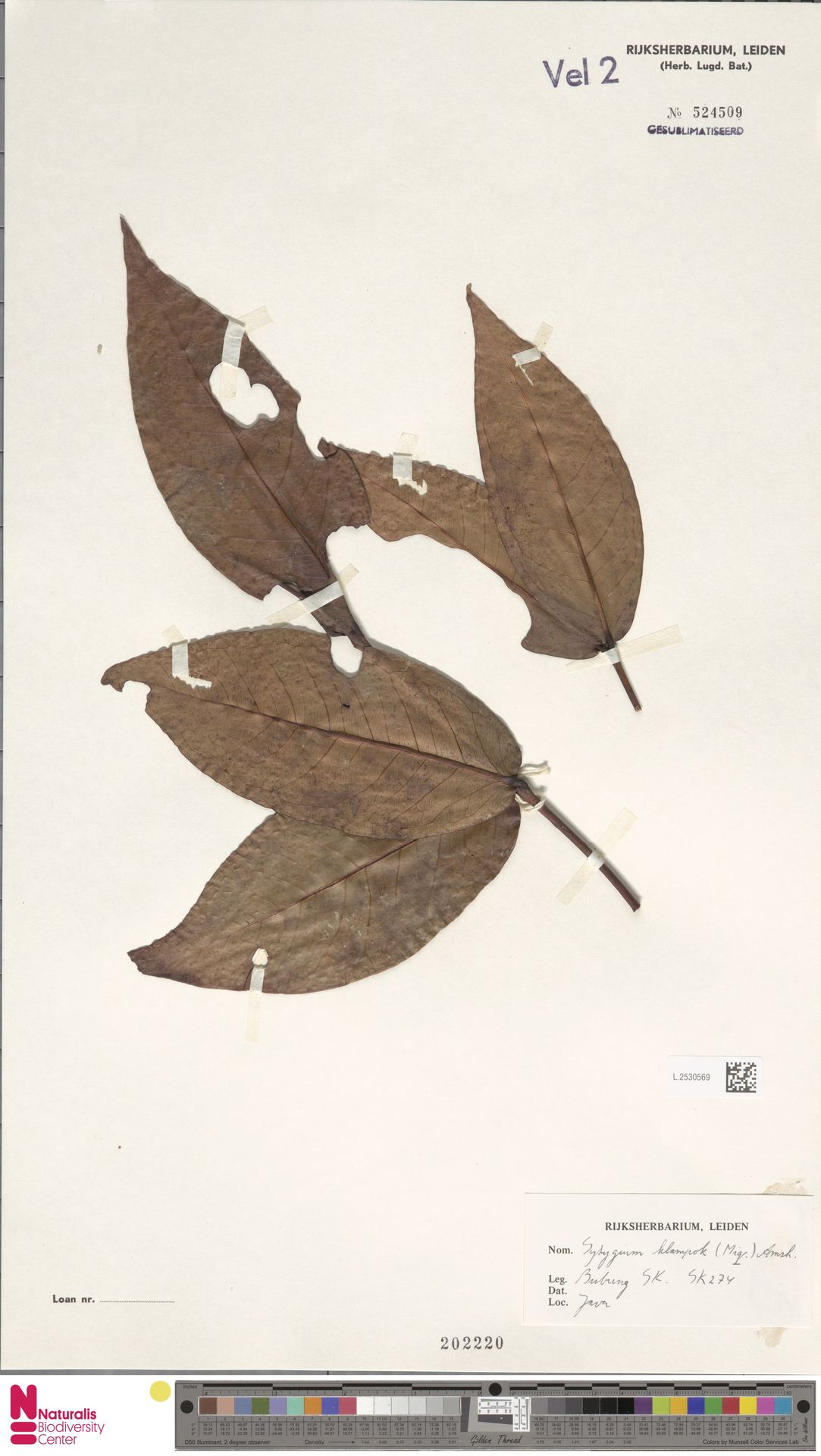 Syzygium klampok